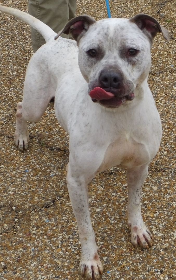 Shilo, an adoptable Mixed Breed in Madison, MS, 39110 | Photo Image 1