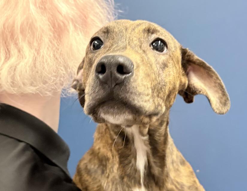 Corey, ADOPTABLE, Puppy Male Boxer & Pit Bull Terrier.