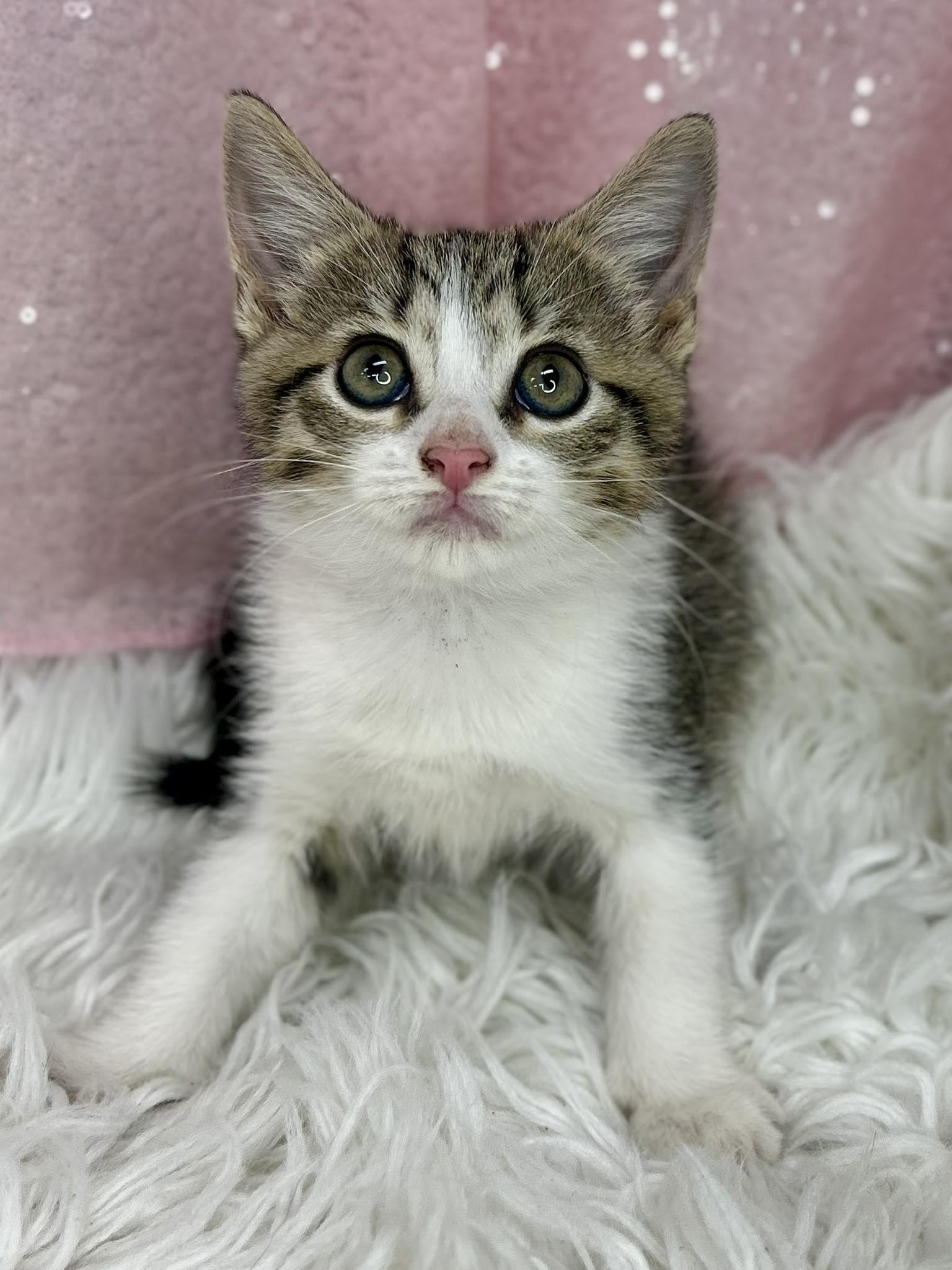 Cats for Adoption Near Cornelia, GA | Petfinder