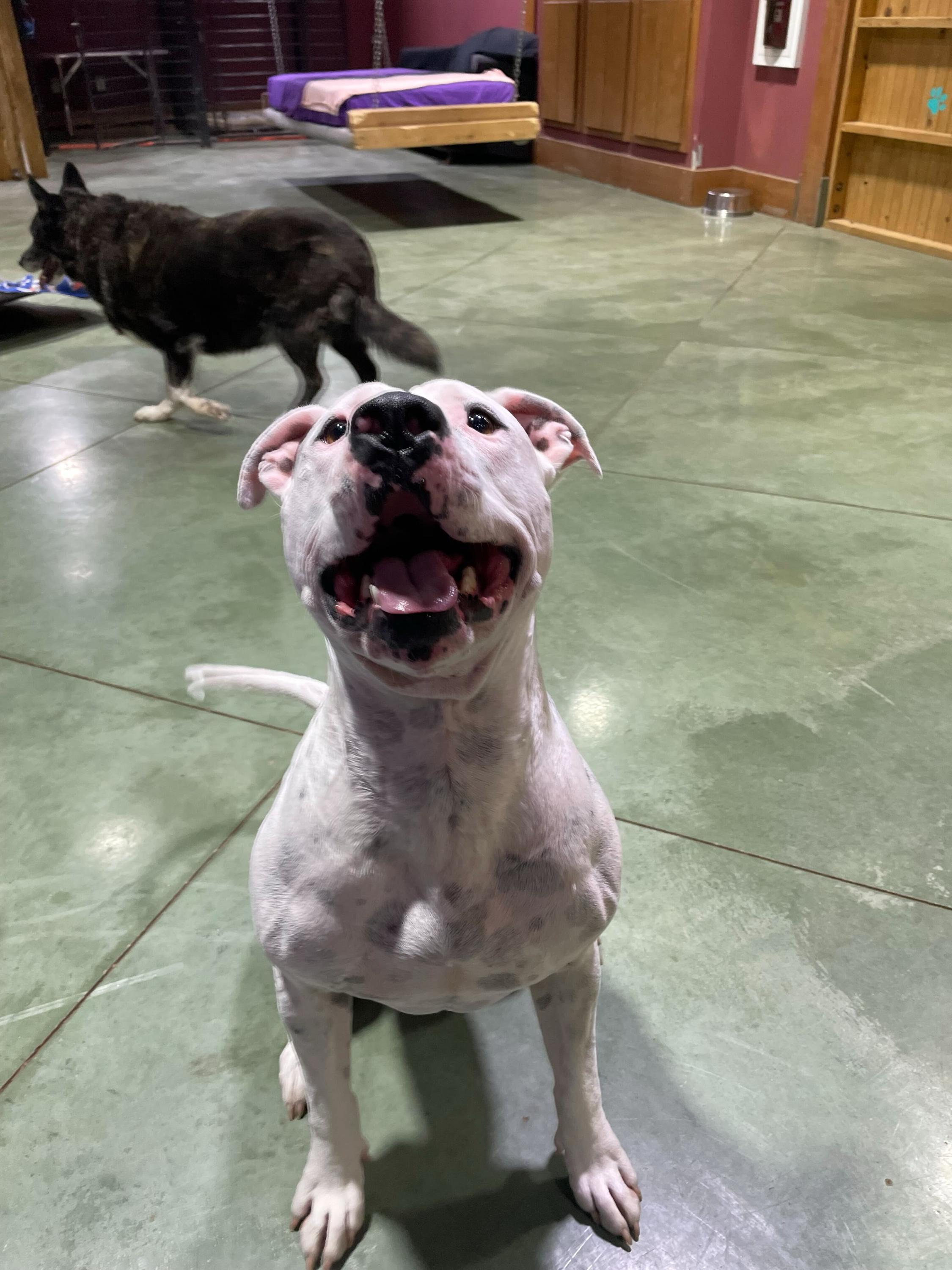 Clyde, Adoptable, Adult Male Pit Bull Terrier.