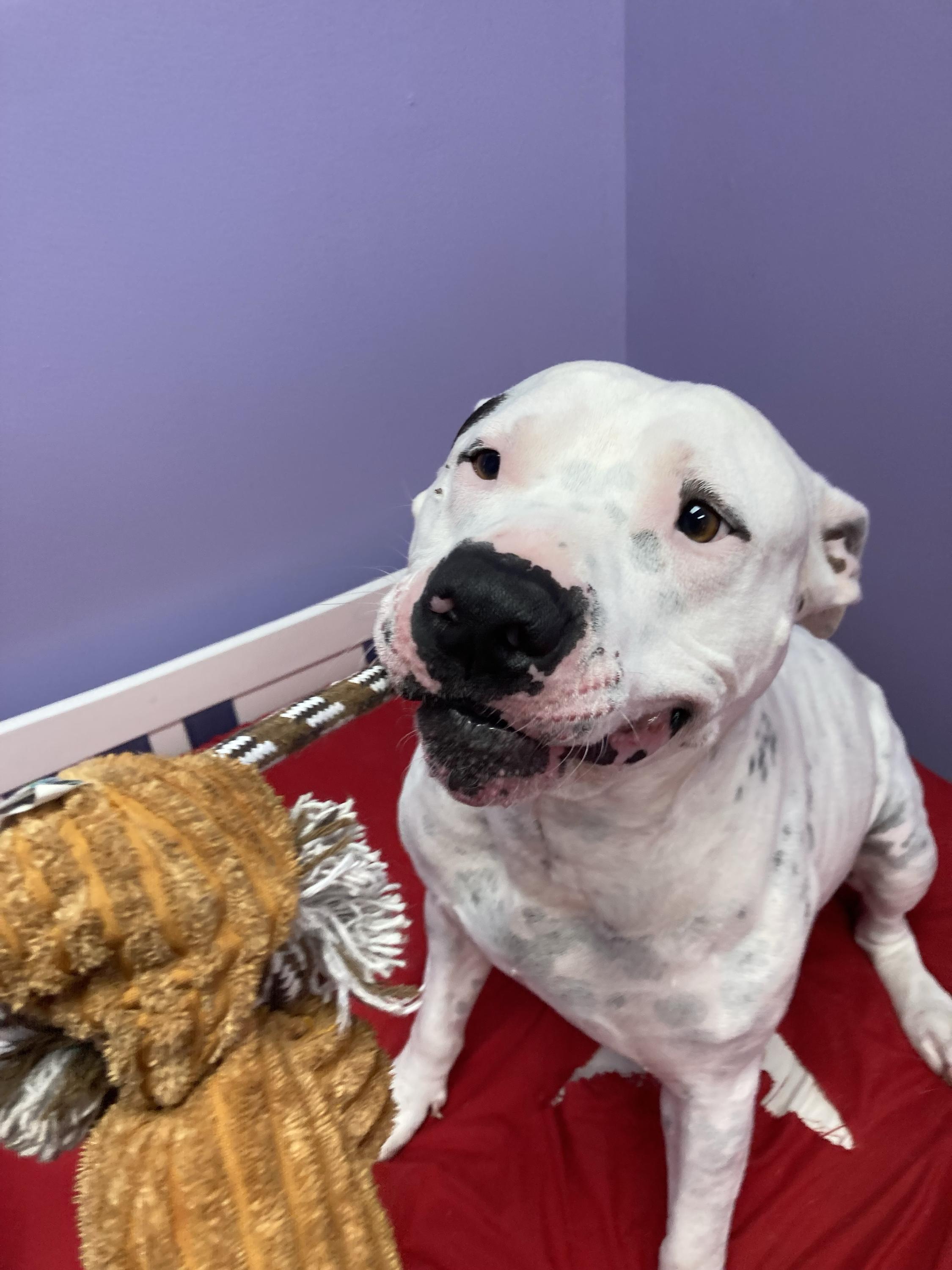 Enlarge Clyde, a Adoptable mixed breed in Pantego, TX image 2/3