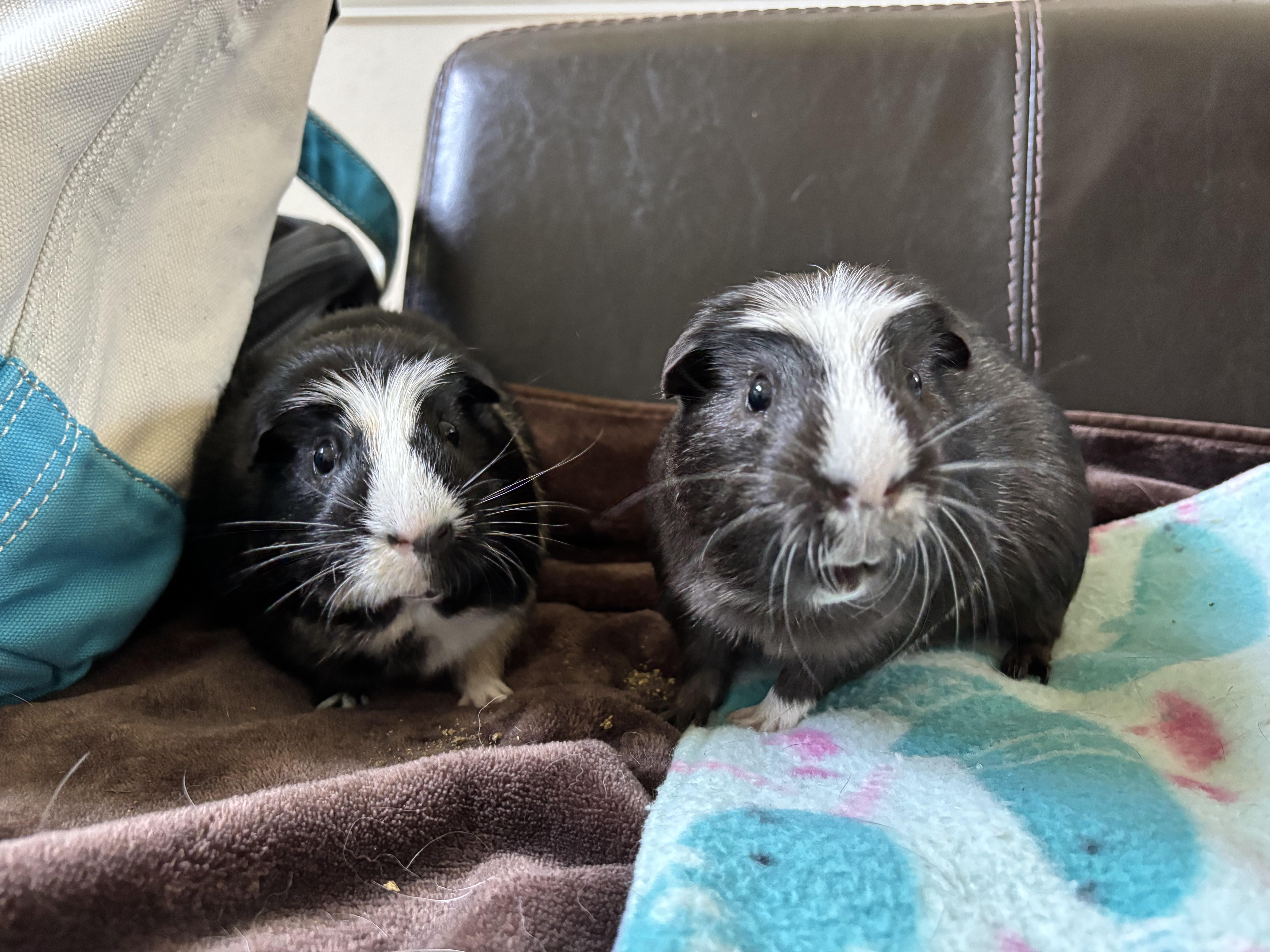 Marcus and Aurelius, Adult Male unknown