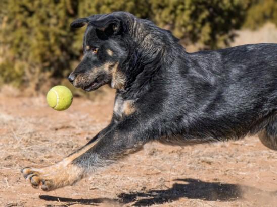 Enlarge TEDDY, a Adoptable Mixed Breed in Santa Fe, NM image 1/1