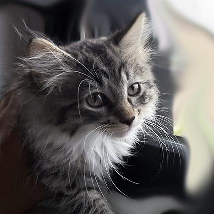 Enlarge Sweet Bonded Pair - Hiram & Anna, a Adopted mixed breed in Manheim, PA image 5/6