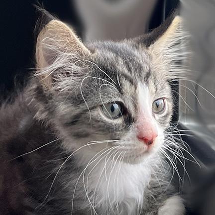 Enlarge Sweet Bonded Pair - Hiram & Anna, a Adopted mixed breed in Manheim, PA image 2/6