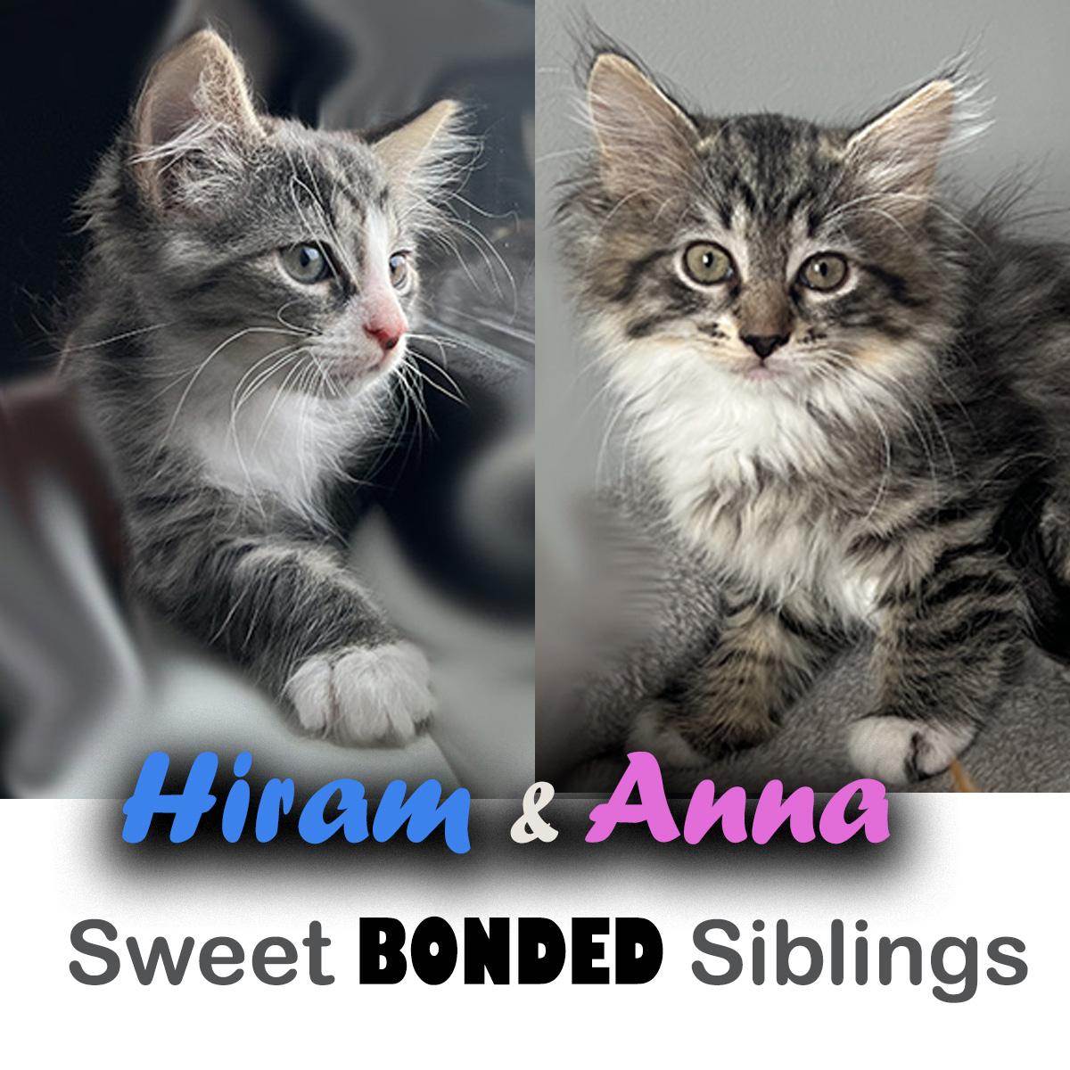 Enlarge Sweet Bonded Pair - Hiram & Anna, a Adopted mixed breed in Manheim, PA image 1/6