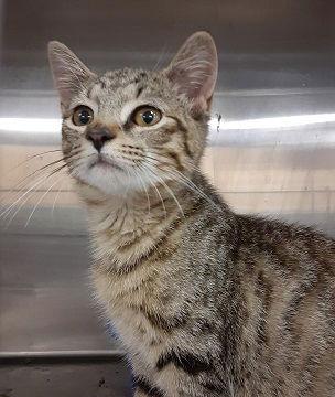 Enlarge Sutton, a Adoptable mixed breed in Massapequa, NY image 1/3