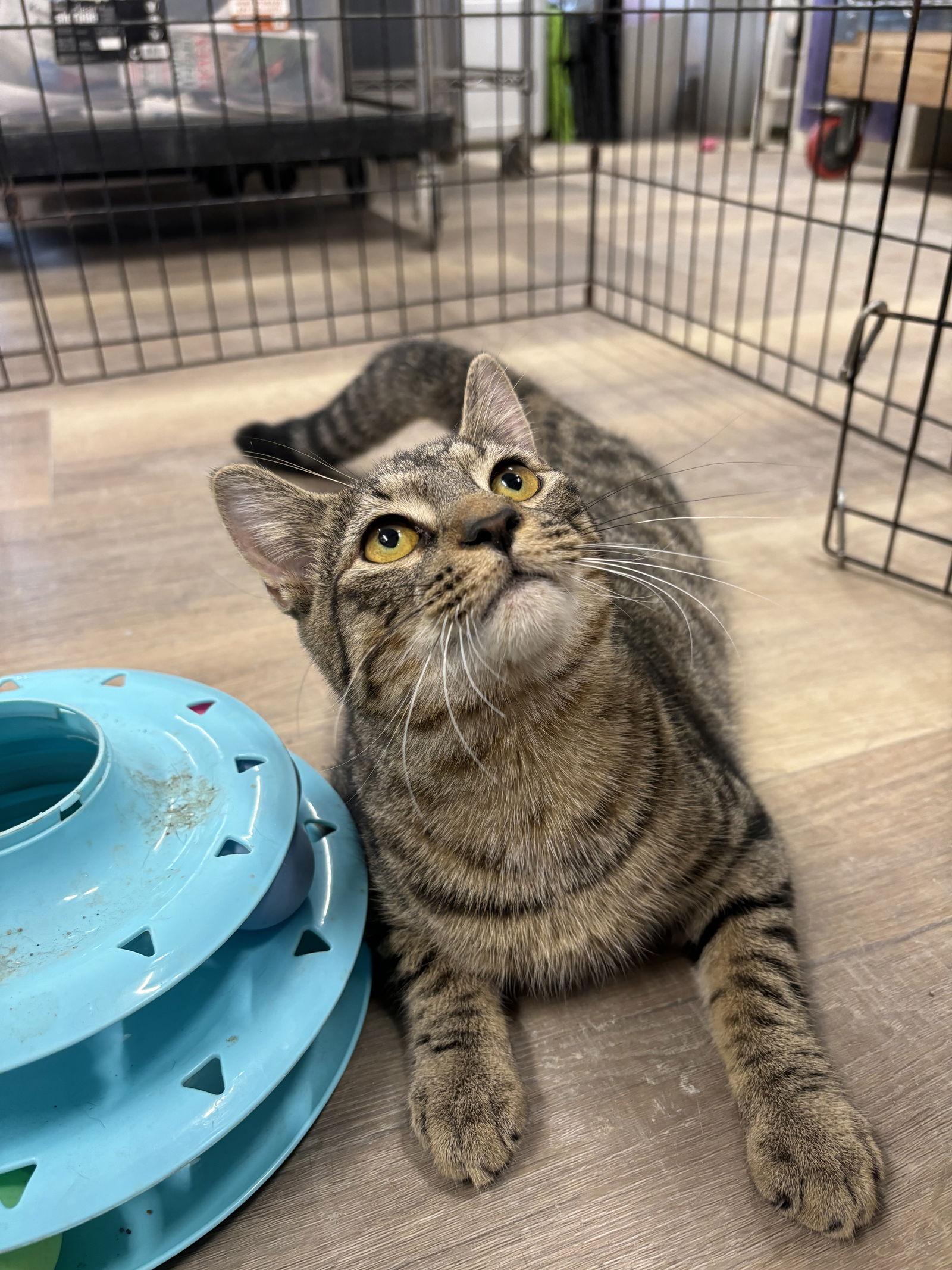 Enlarge Sutton, a Adoptable mixed breed in Massapequa, NY image 2/3