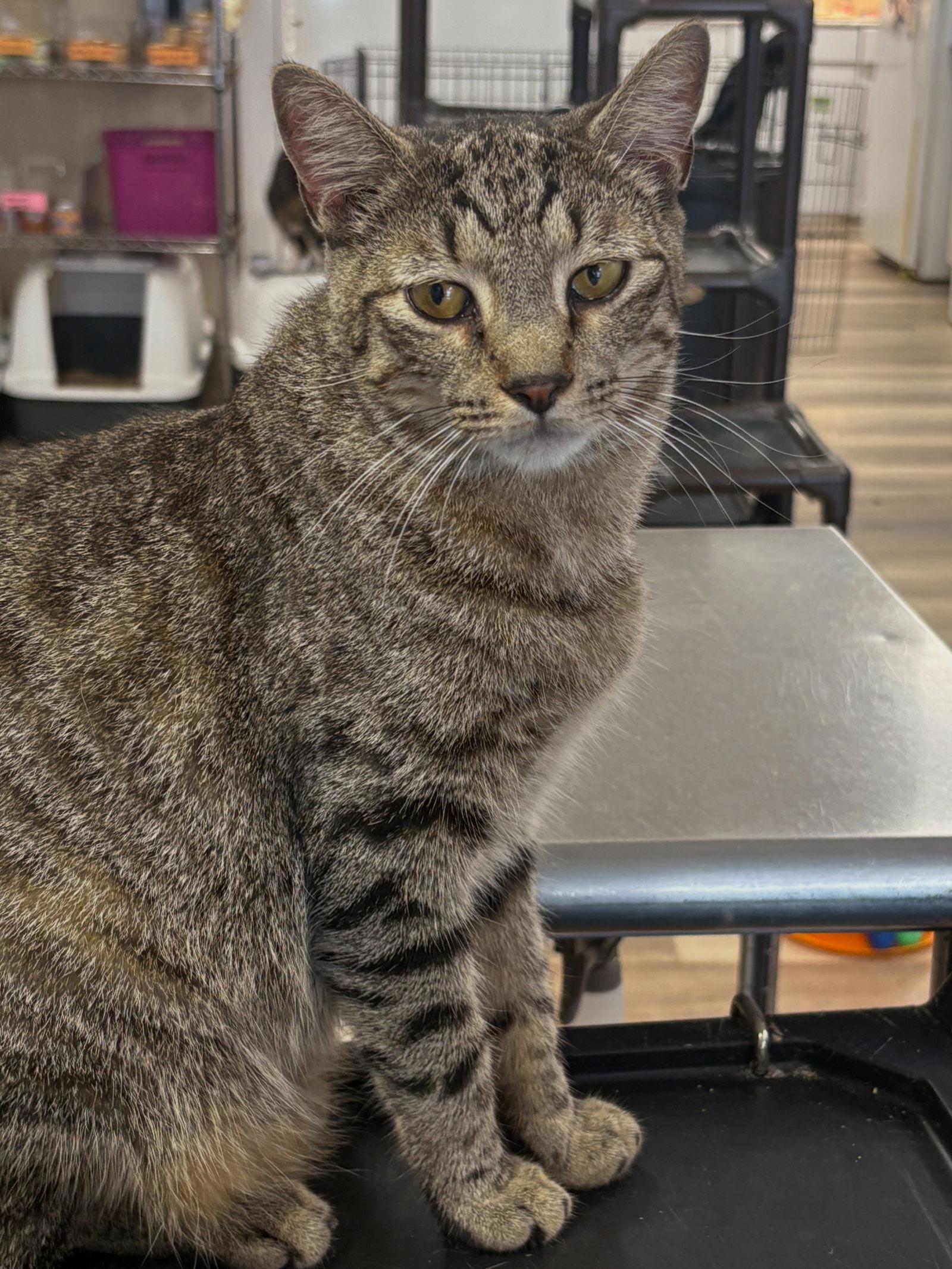 Enlarge Sutton, a Adoptable mixed breed in Massapequa, NY image 3/3