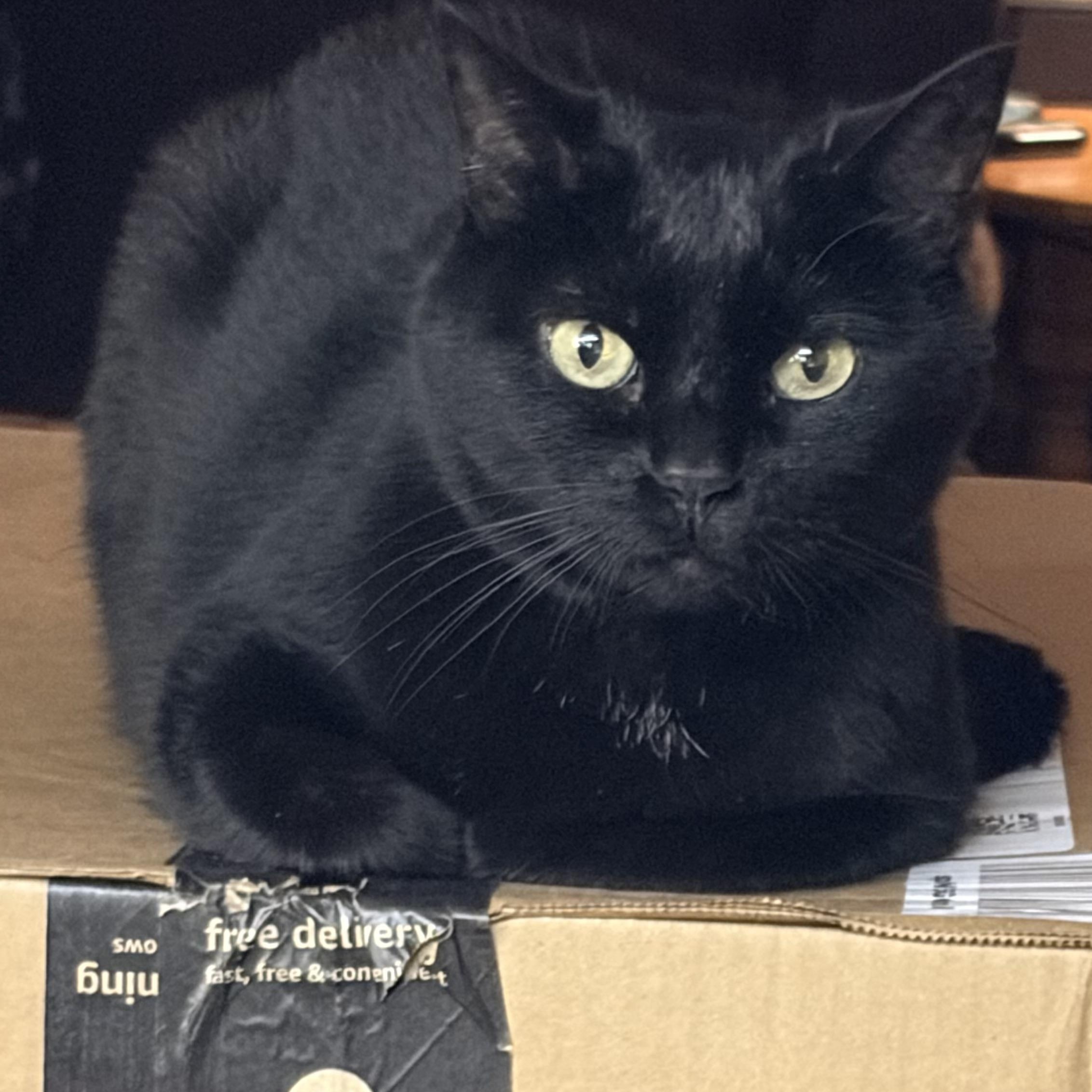 Analeise, adopted, Senior Female Domestic Short Hair.