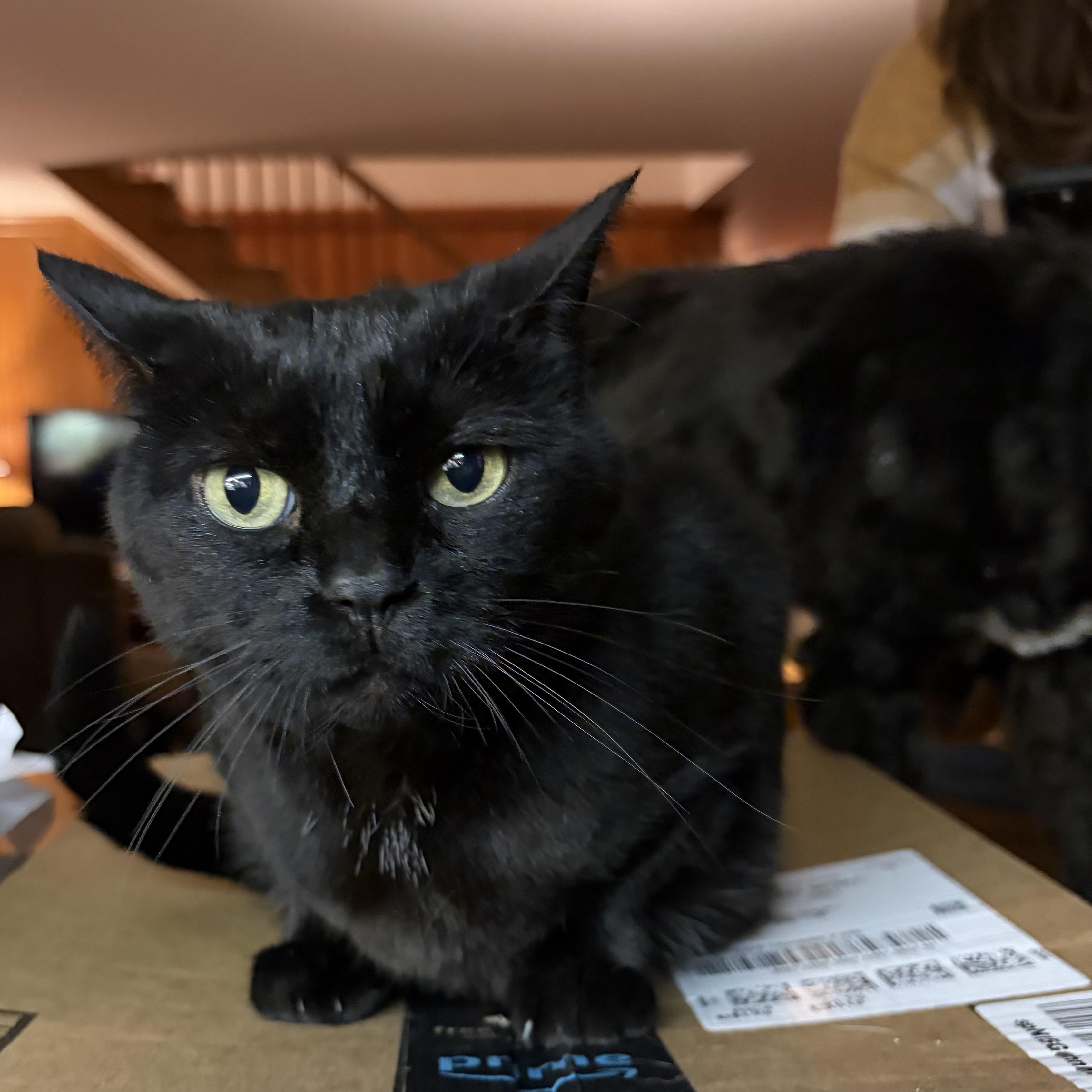 Enlarge Analeise, an adopted mixed breed in Morganton, NC image 2/4