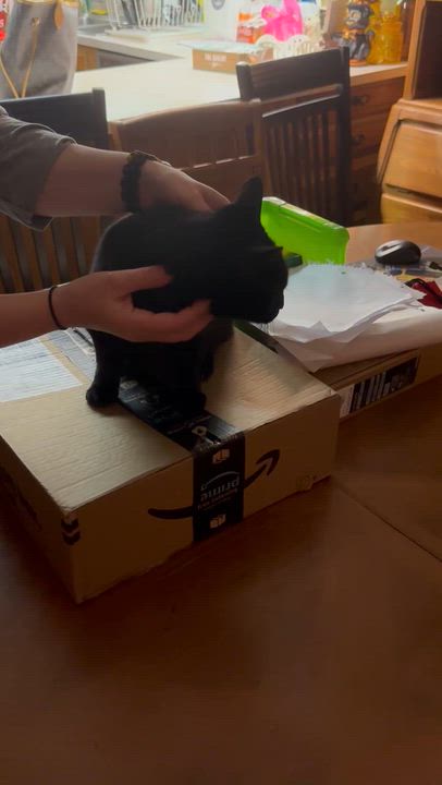 Enlarge Analeise, an adopted mixed breed in Morganton, NC video 4/4