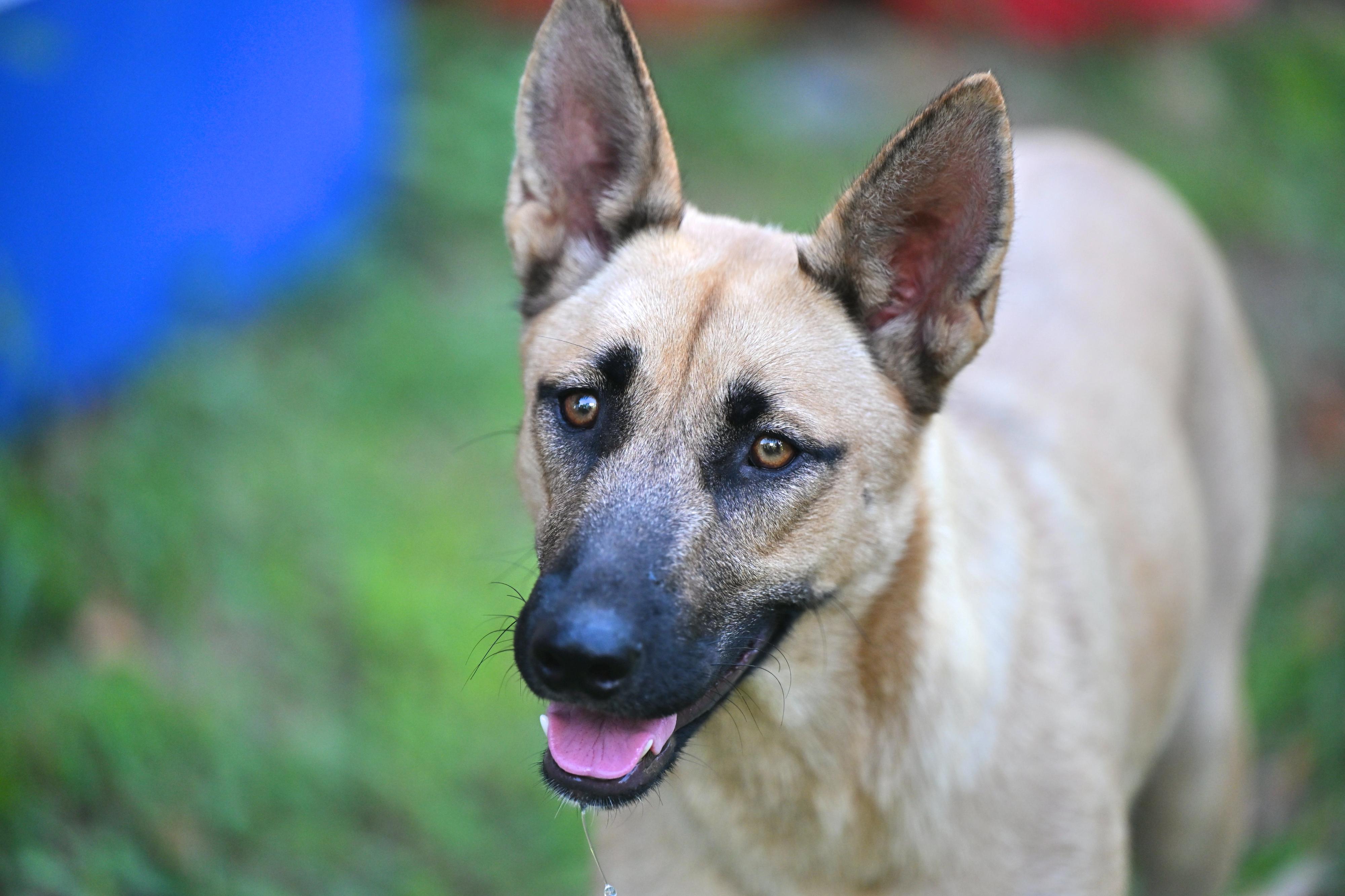 Taffie - WAIVED ADOPTION FEE, ADOPTABLE, Puppy Female German Shepherd Dog & Husky.