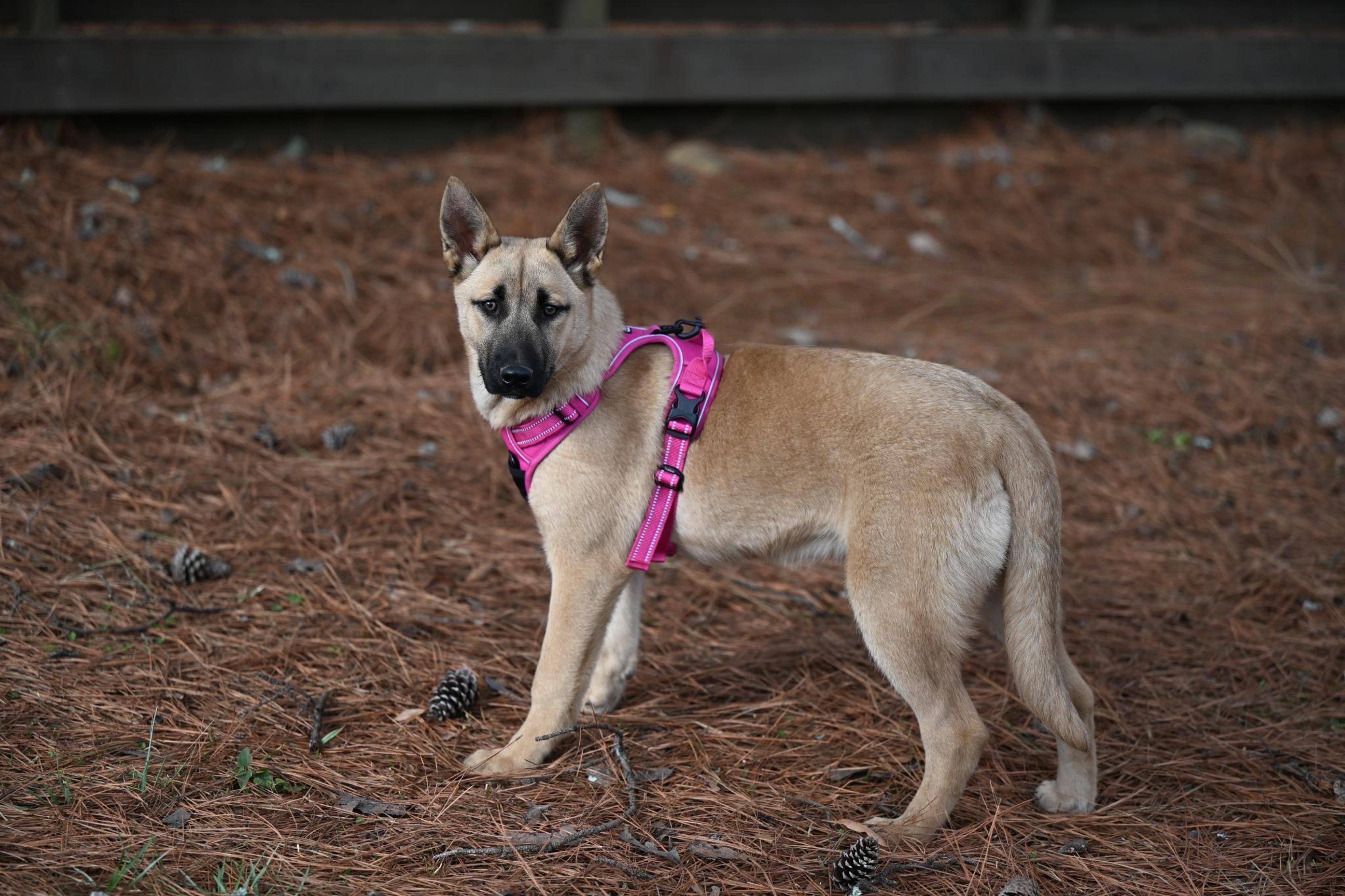 Shep, a ADOPTABLE mixed breed in Springfield, MA image 3/4