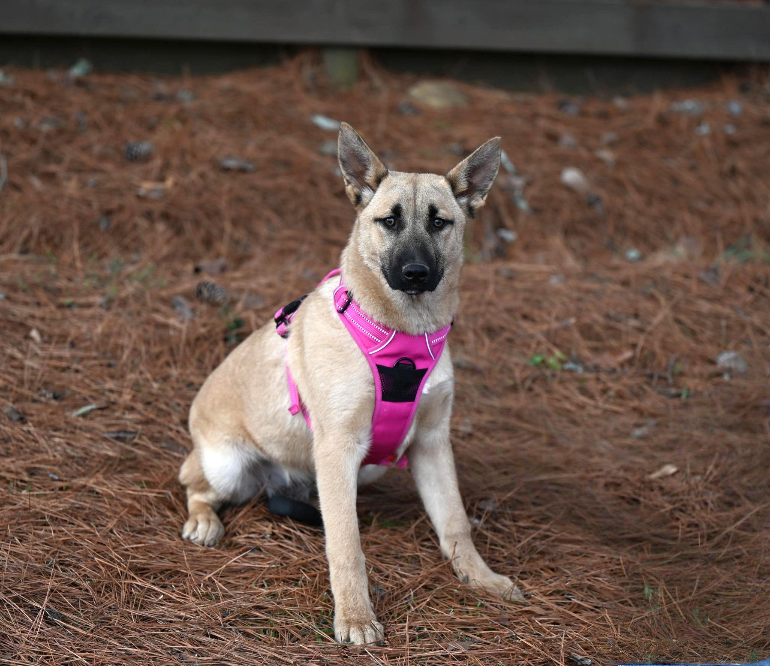 Shep, a ADOPTABLE mixed breed in Springfield, MA image 4/4