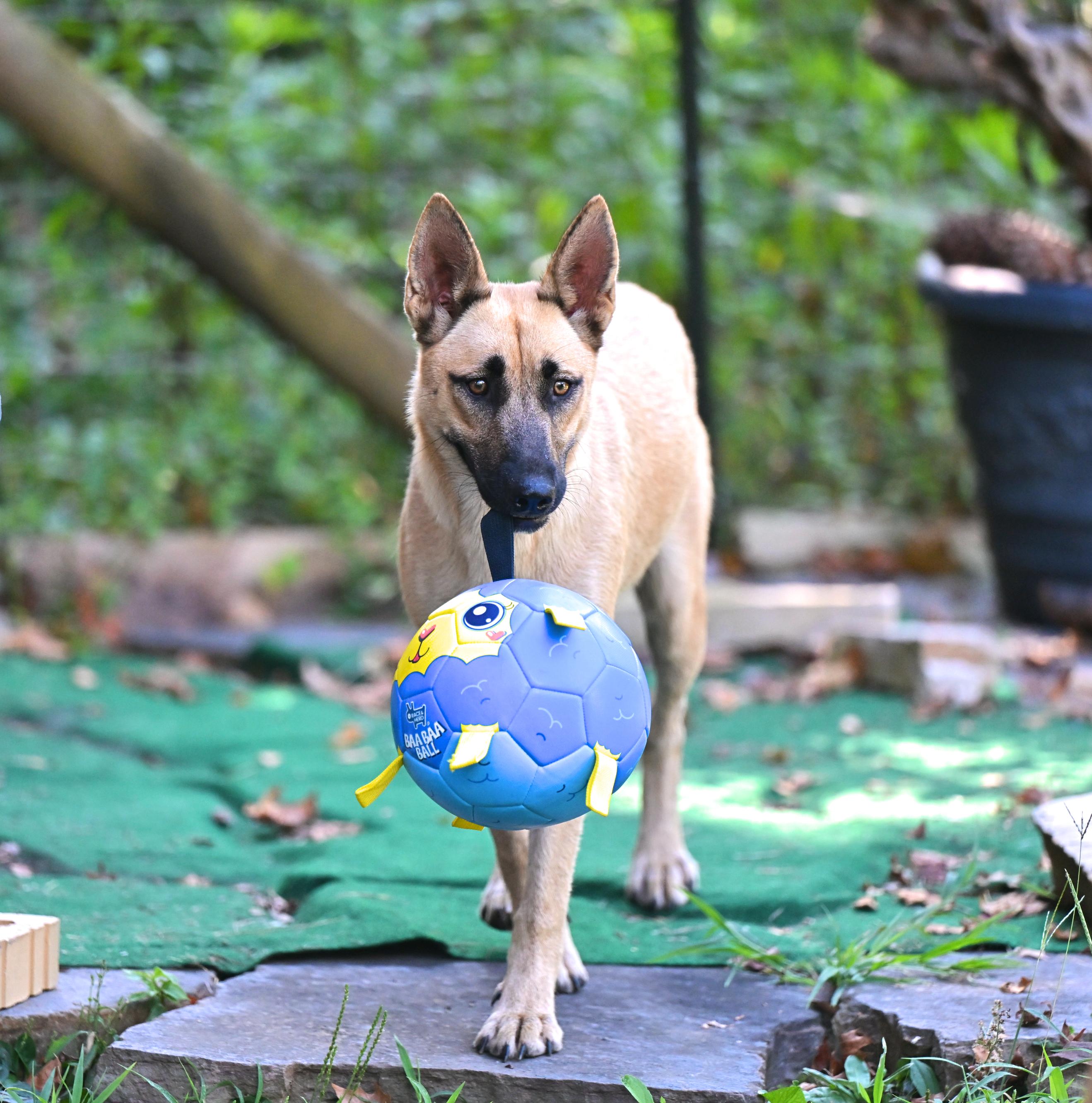 Taffie - WAIVED ADOPTION FEE, a ADOPTABLE mixed breed in Goffstown, NH image 2/4