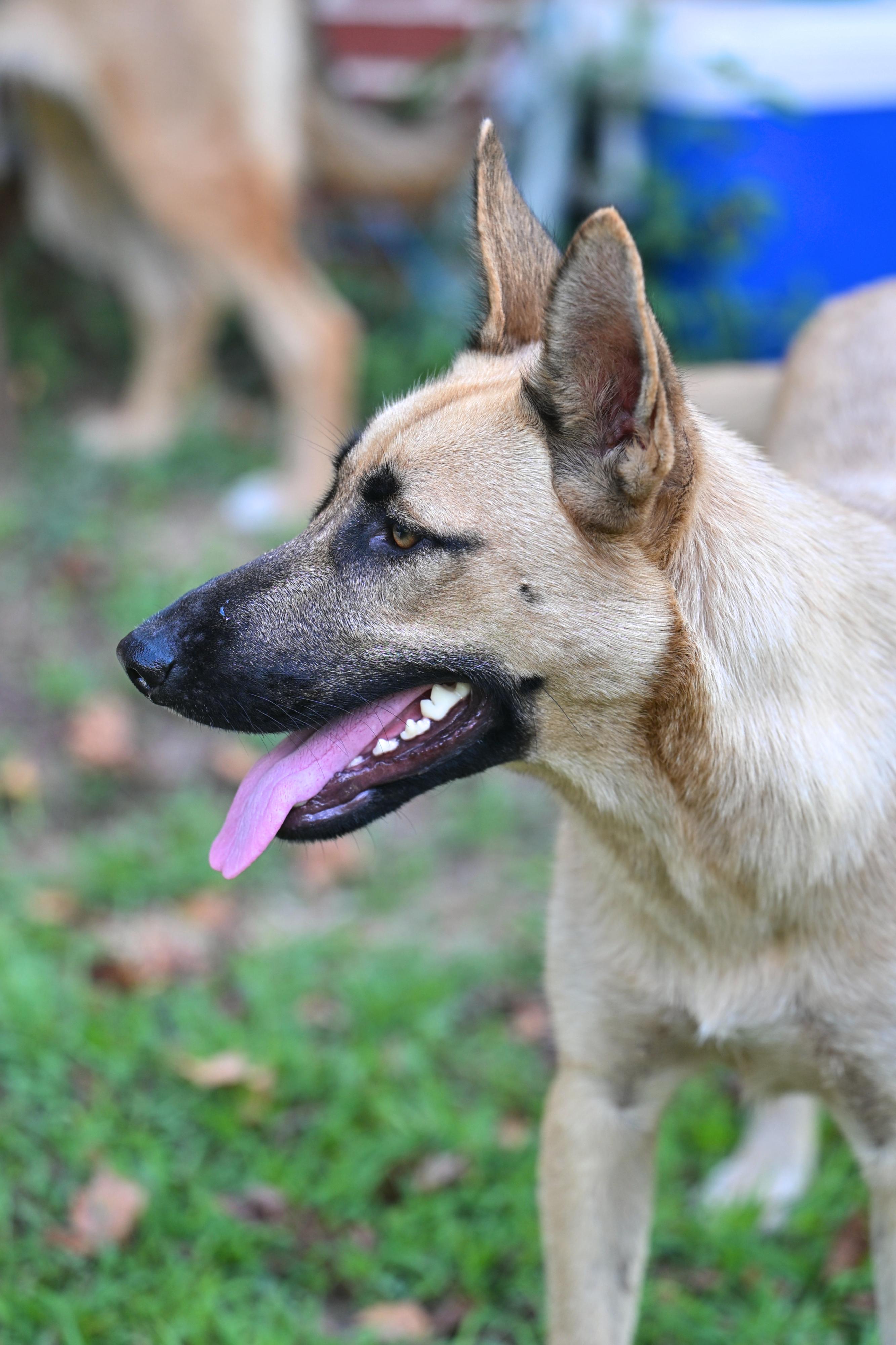 Taffie - WAIVED ADOPTION FEE, a ADOPTABLE mixed breed in Goffstown, NH image 4/4