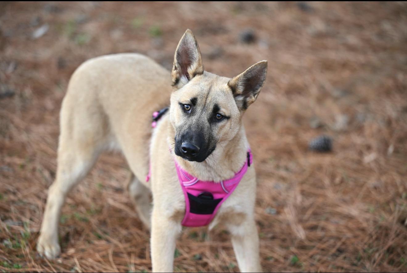 Shep, ADOPTABLE, Puppy Female German Shepherd Dog & Husky.