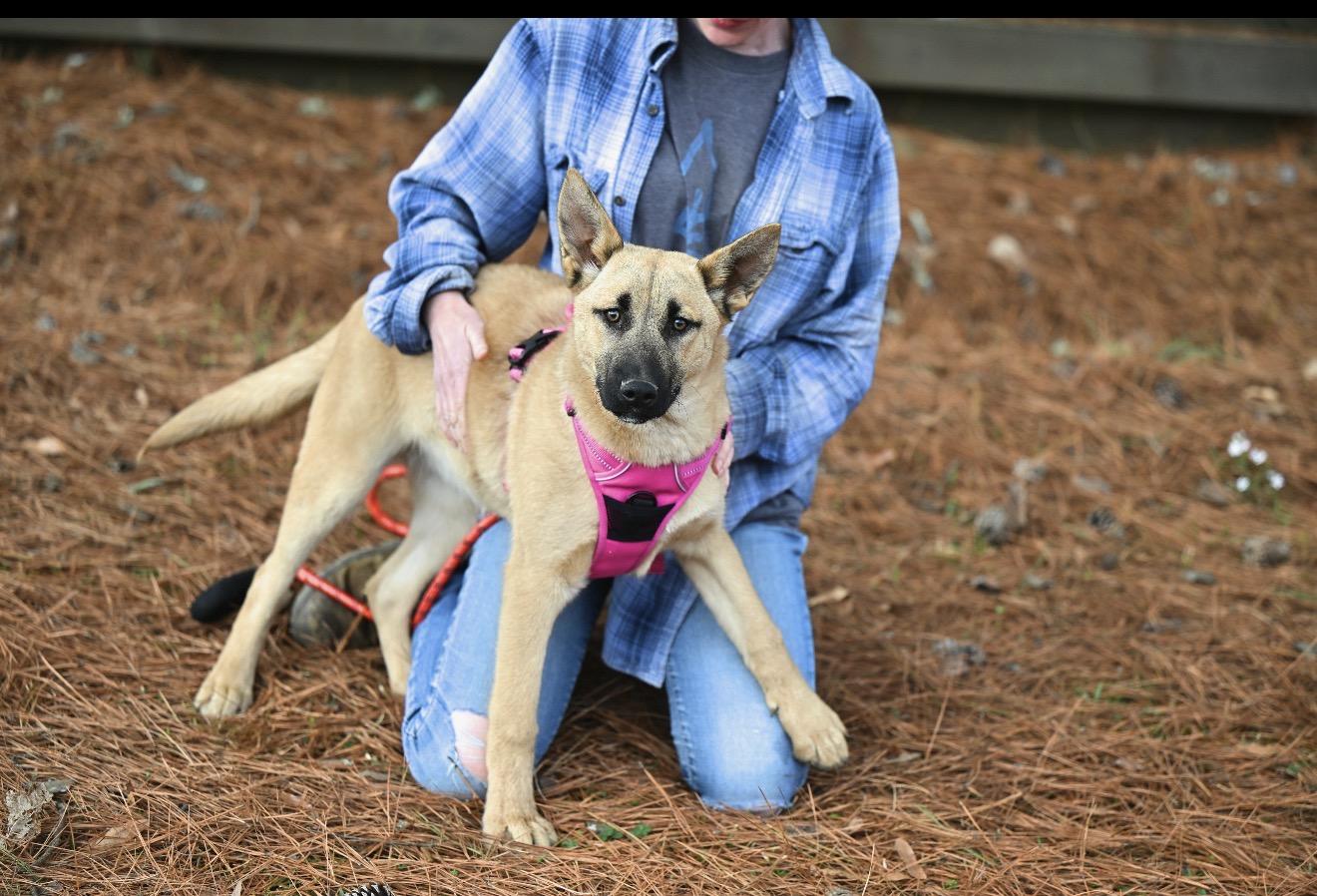 Shep, a ADOPTABLE mixed breed in Springfield, MA image 2/4