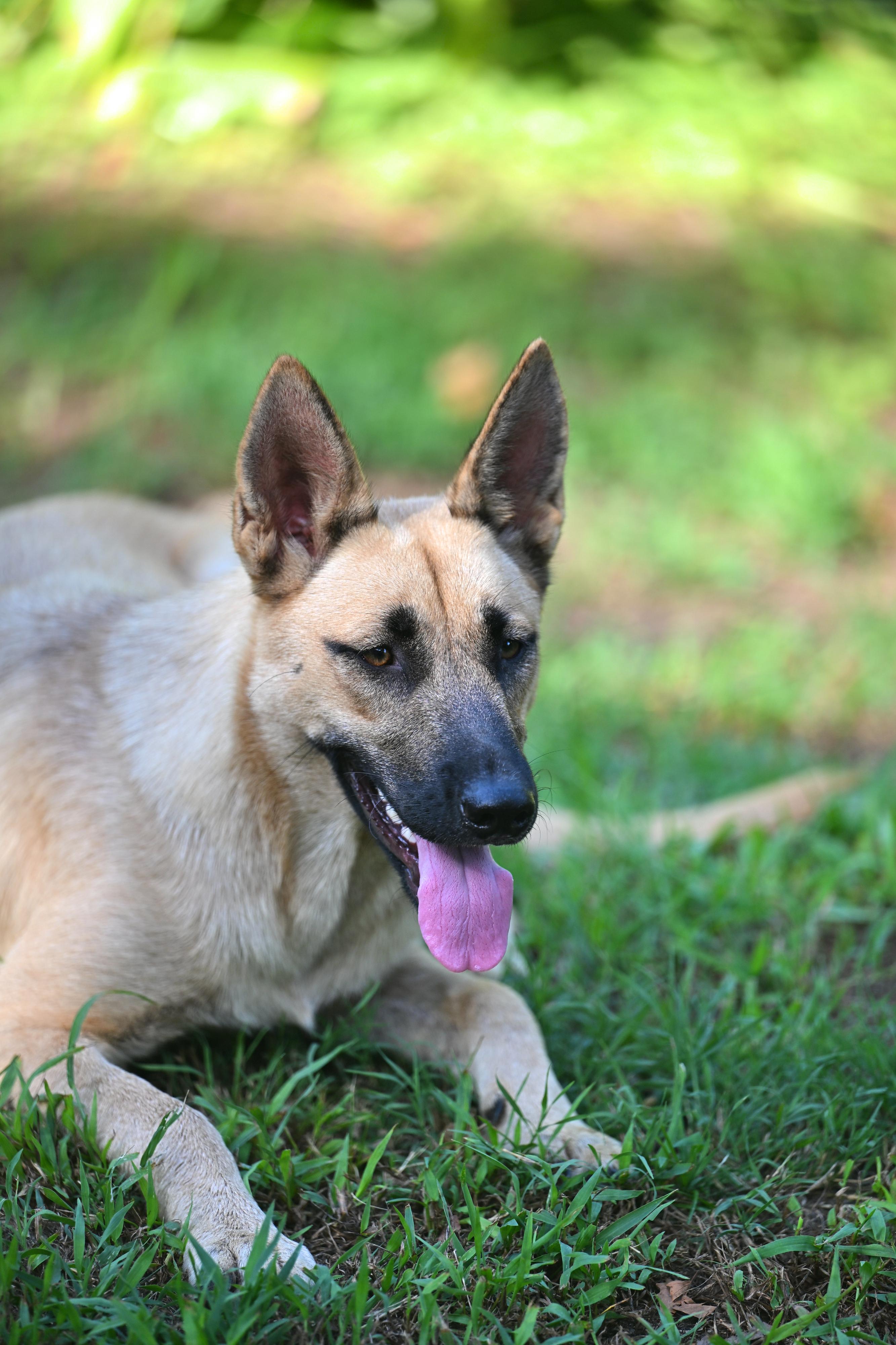 Taffie - WAIVED ADOPTION FEE, a ADOPTABLE mixed breed in Goffstown, NH image 3/4