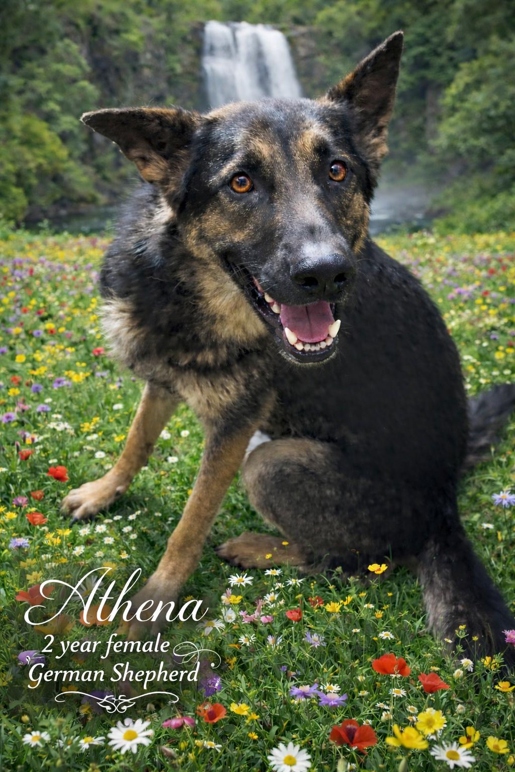 ATHENA – 2 YEAR GERMAN SHEPHERD FEMALE , Adoptable, Adult Female German Shepherd Dog.