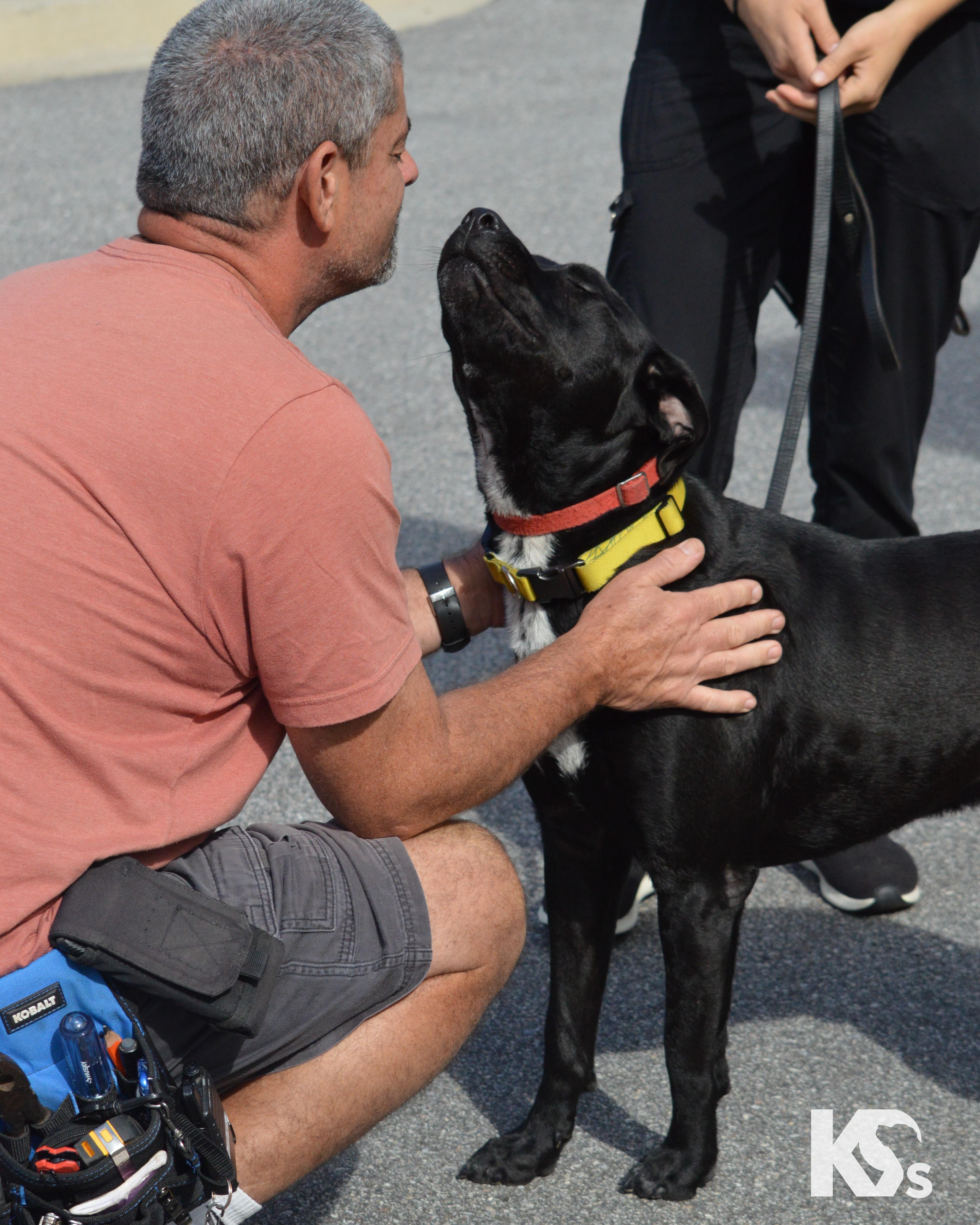 Enlarge Steve, a Adoptable mixed breed in Ponte Vedra, FL image 3/6