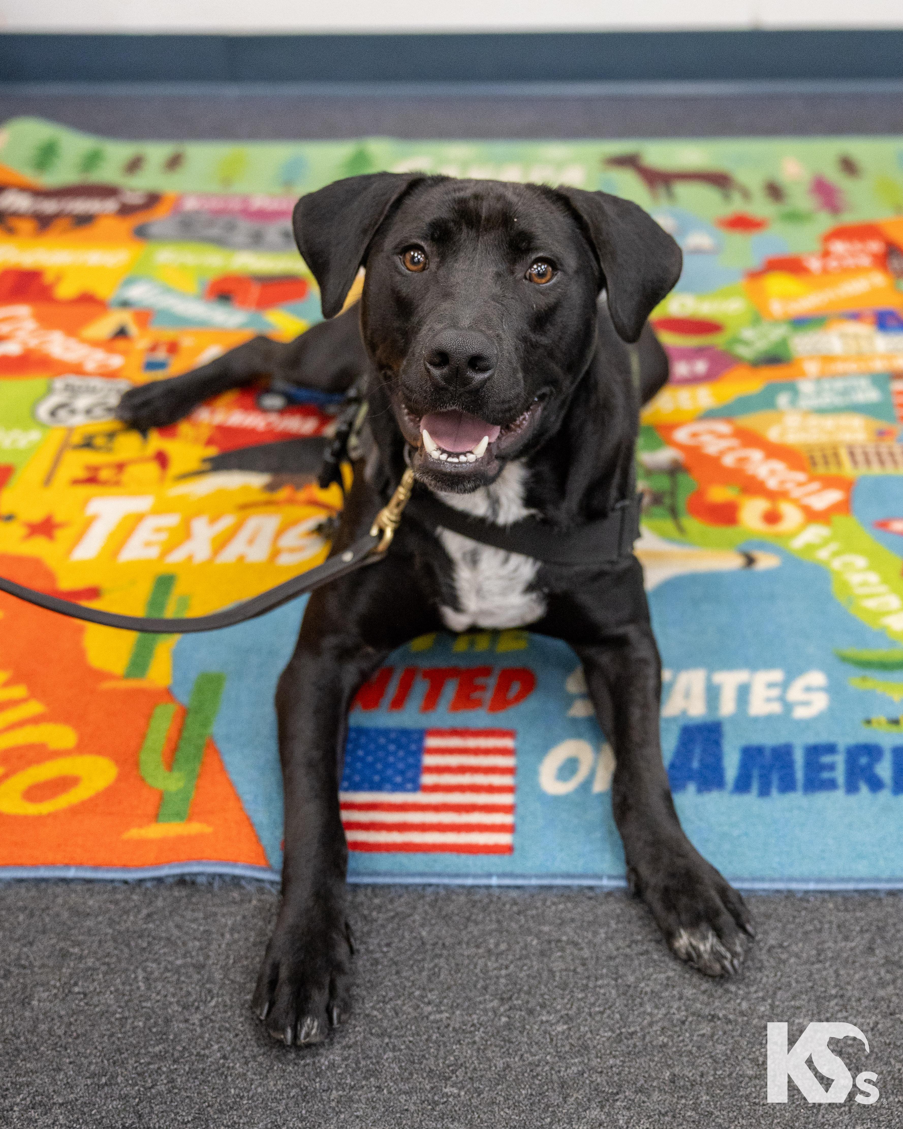 Enlarge Steve, a Adoptable mixed breed in Ponte Vedra, FL image 4/6