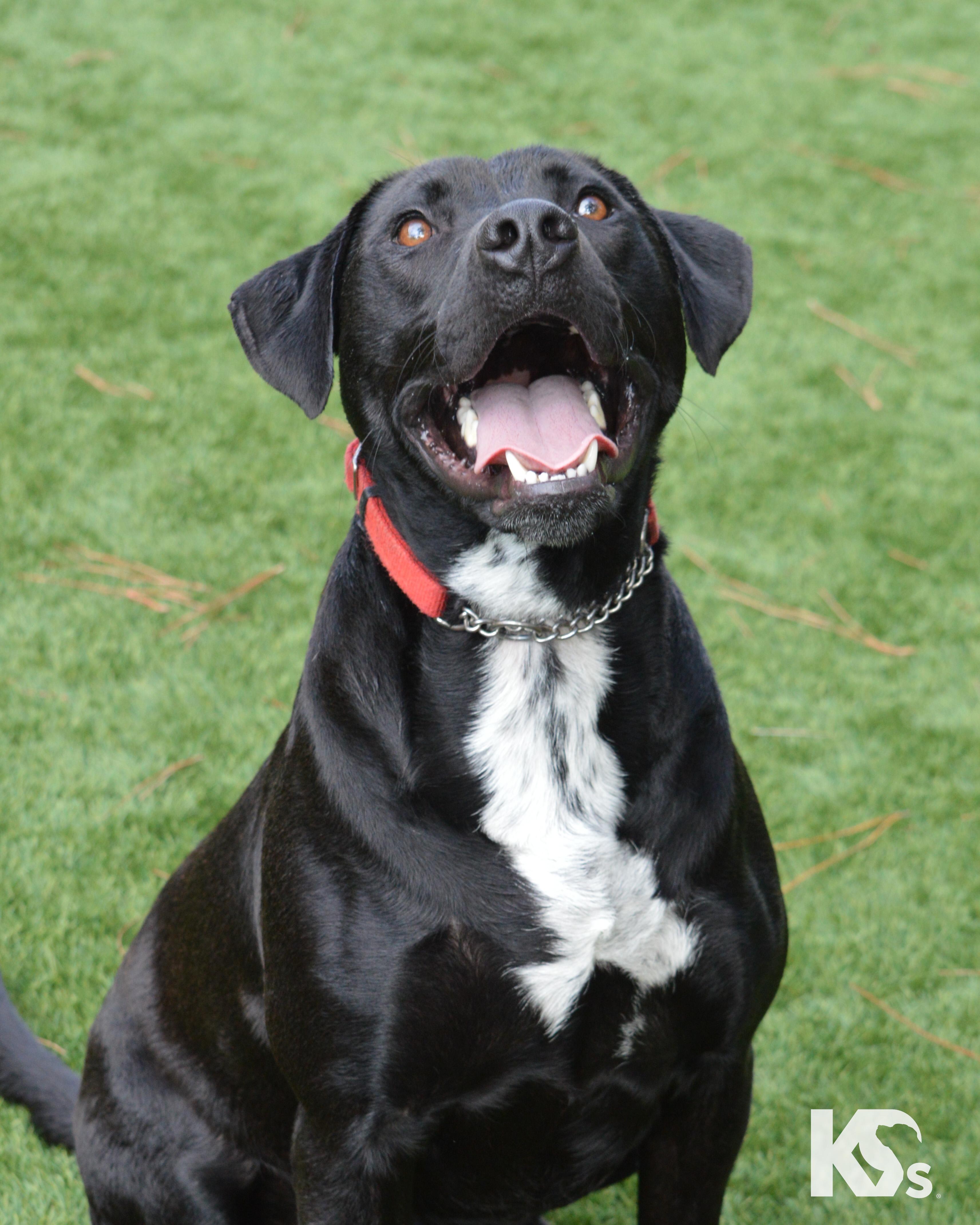 Enlarge Steve, a Adoptable mixed breed in Ponte Vedra, FL image 5/6