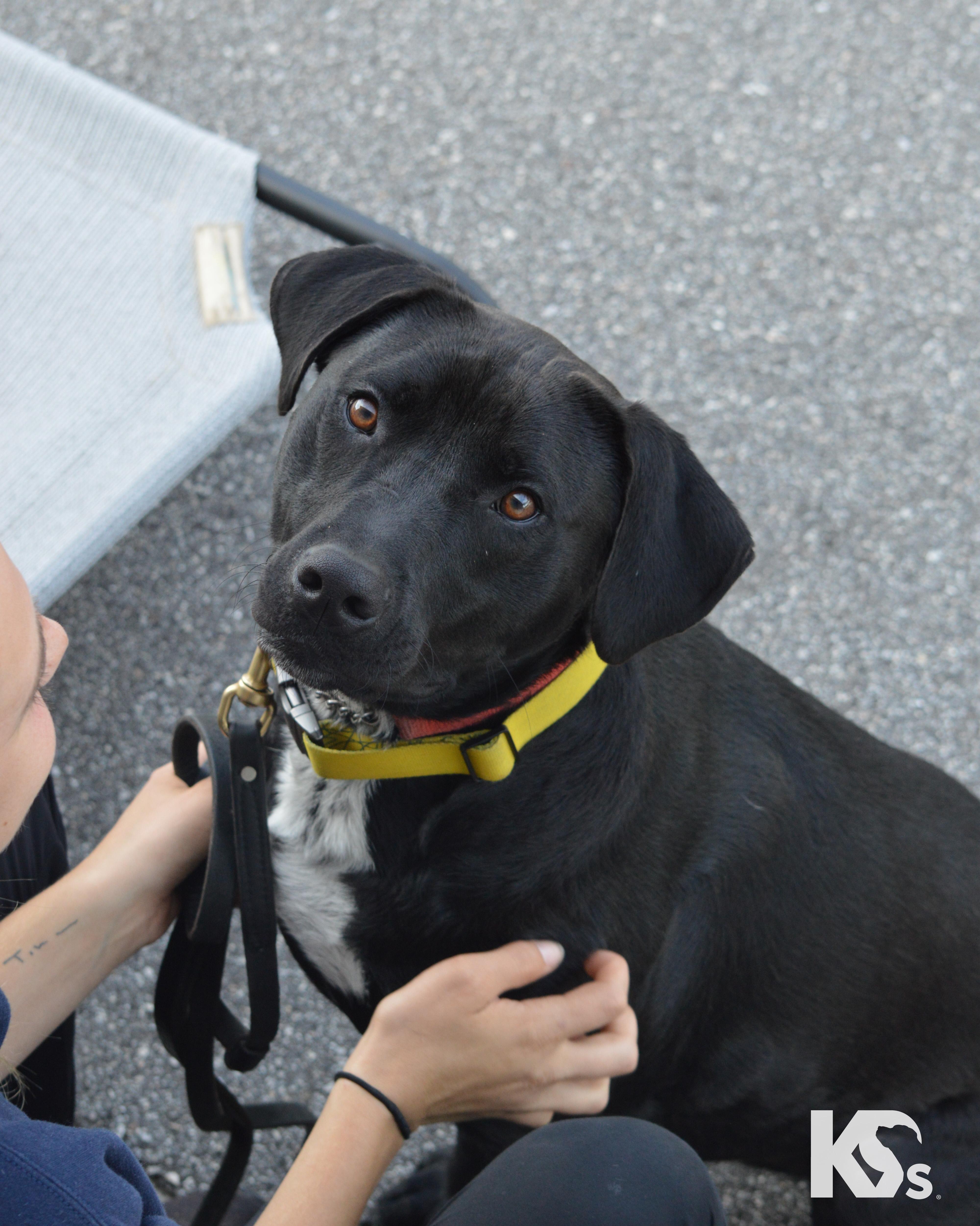 Enlarge Steve, a Adoptable mixed breed in Ponte Vedra, FL image 1/6