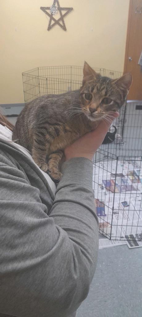 Carlotta, Adoptable, Young Female Domestic Short Hair.