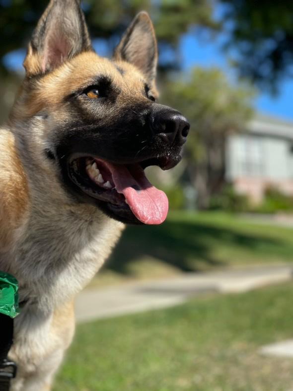 Lily, Adoptable, Young Female German Shepherd Dog.
