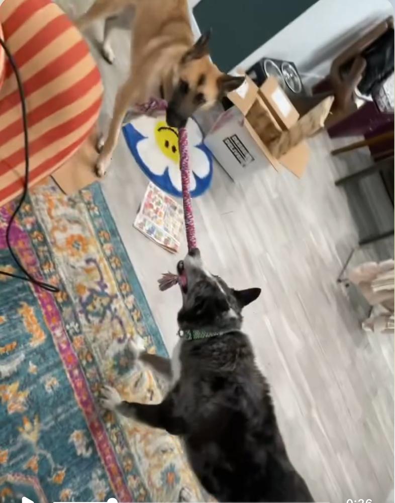 Enlarge Lily, a Adoptable German Shepherd Dog in Pasadena, CA image 2/6