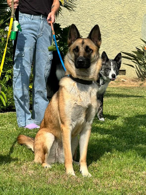 Enlarge Lily, a Adoptable German Shepherd Dog in Pasadena, CA image 3/6