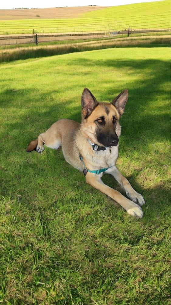 Enlarge Lily, a Adoptable German Shepherd Dog in Pasadena, CA image 4/6