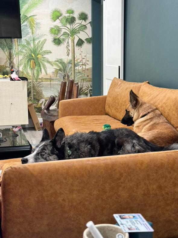 Enlarge Lily, a Adoptable German Shepherd Dog in Pasadena, CA image 5/6