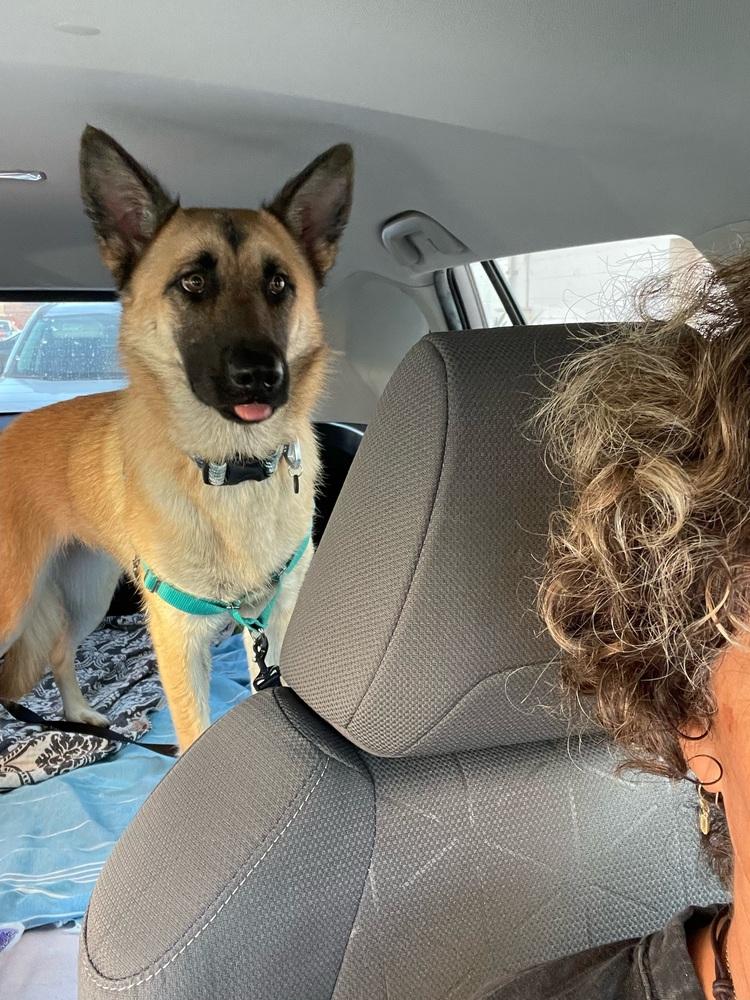 Enlarge Lily, a Adoptable German Shepherd Dog in Pasadena, CA image 6/6