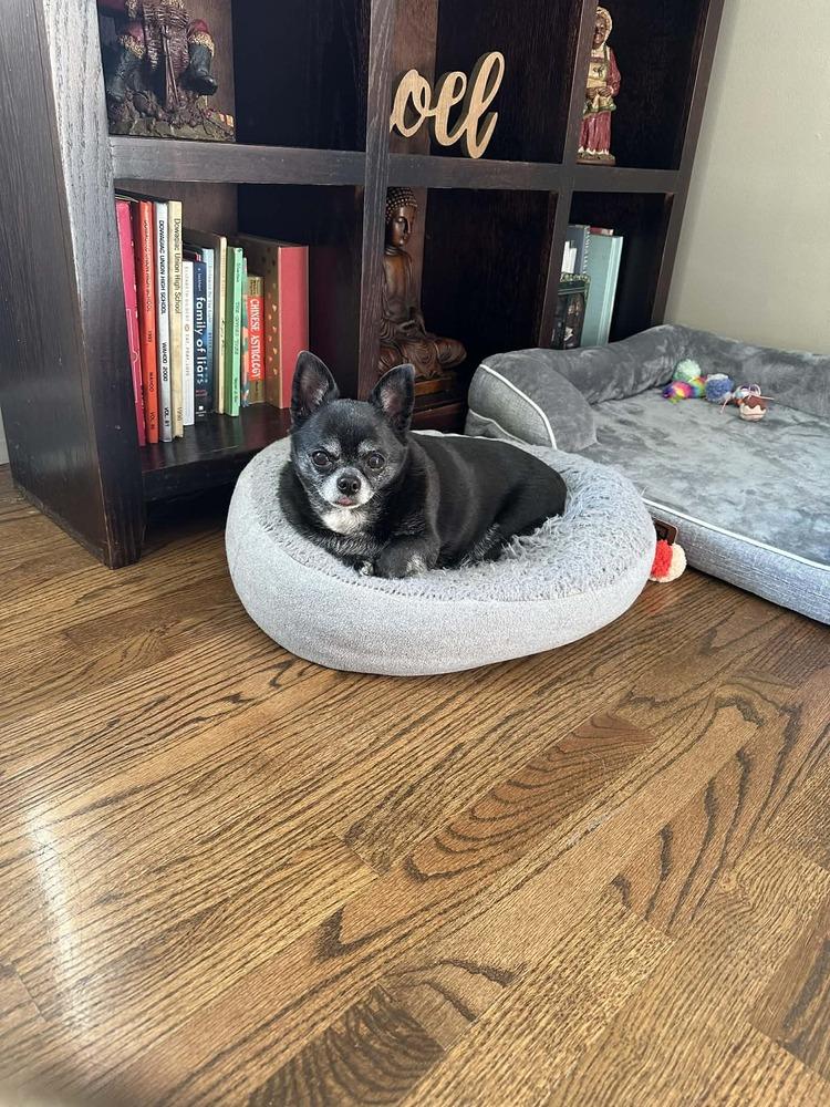 Chico, Adoptable, Senior Male Chihuahua.