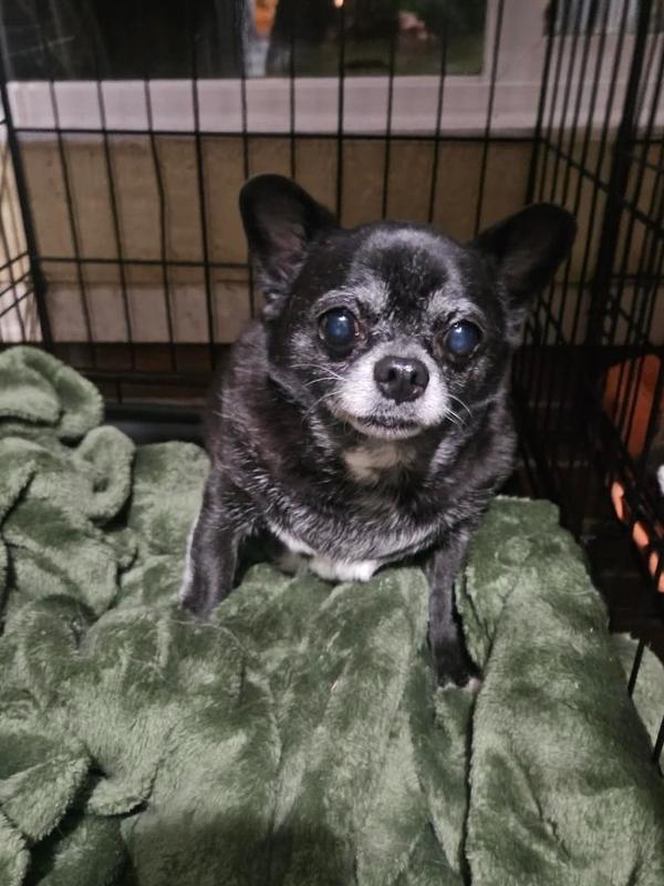 Enlarge Chico, a Adoptable mixed breed in Elkhart , IN image 2/4