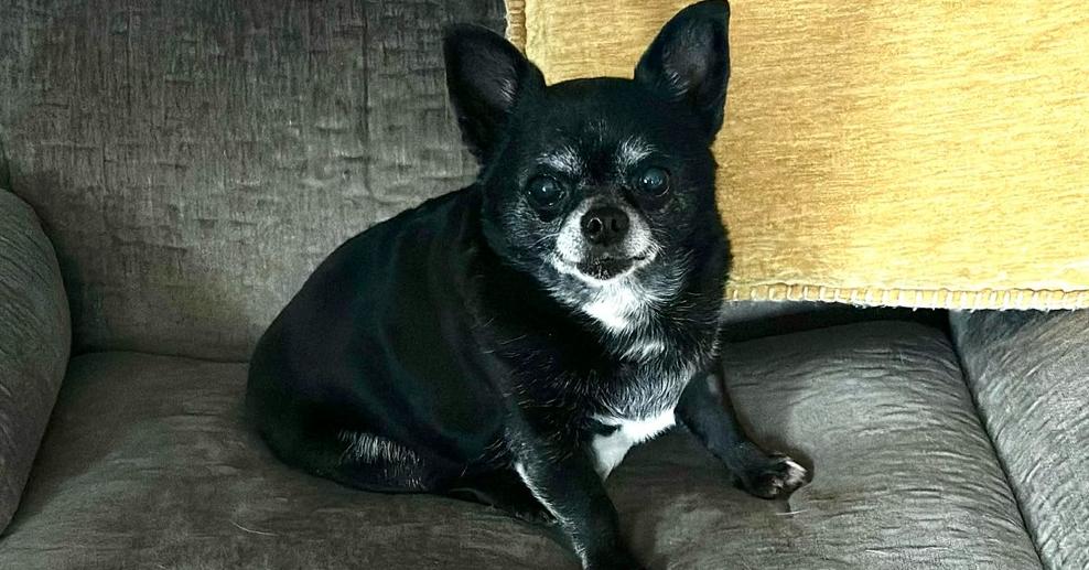 Enlarge Chico, a Adoptable mixed breed in Elkhart , IN image 3/4