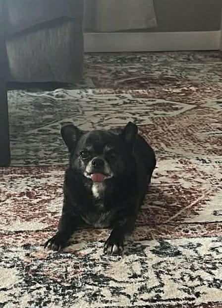 Enlarge Chico, a Adoptable mixed breed in Elkhart , IN image 4/4