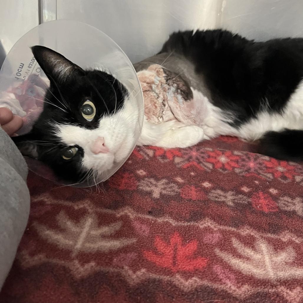 Enlarge Chip, a Adoptable Domestic Short Hair in Idaho Falls, ID image 1/1