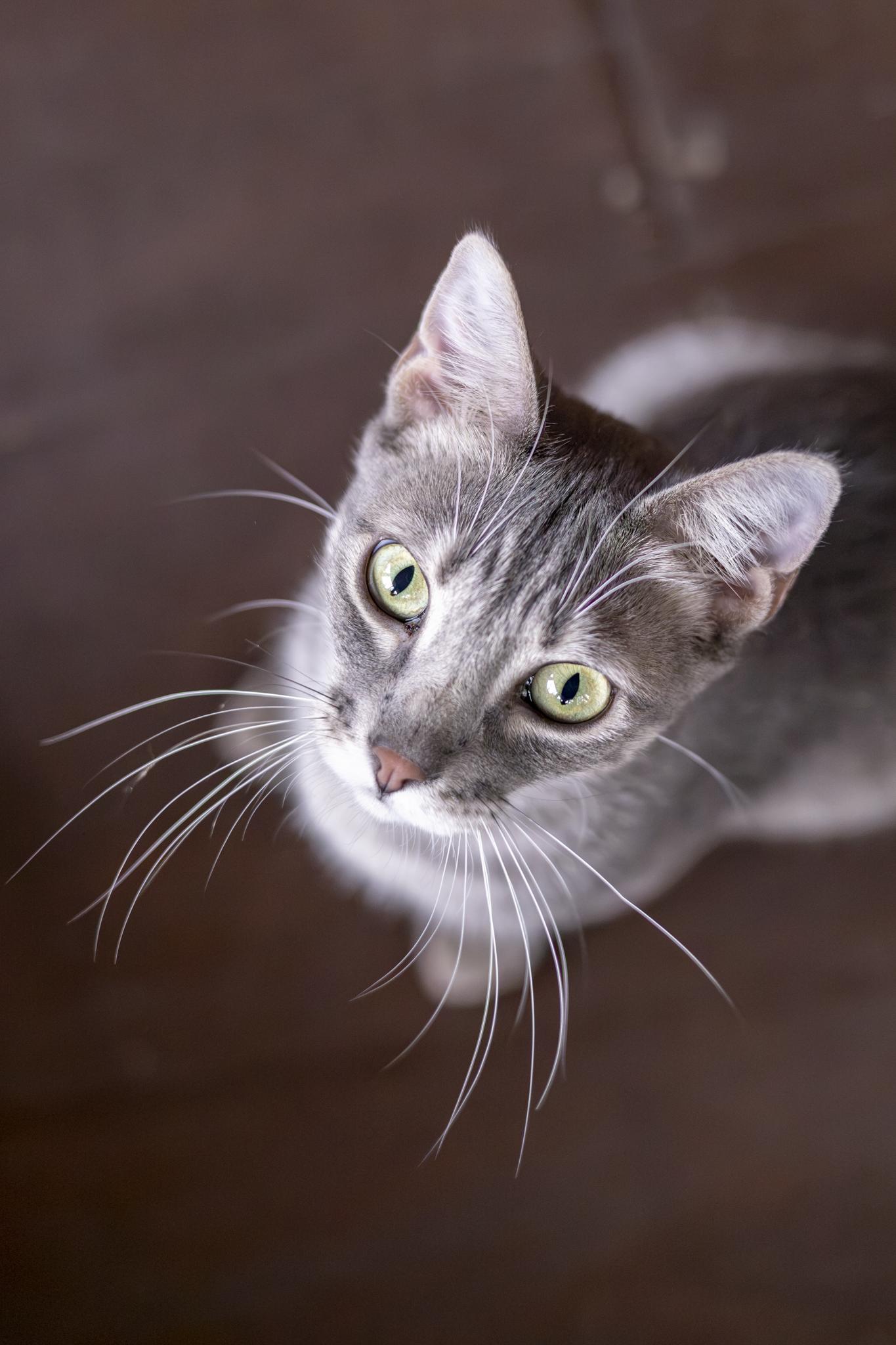 Enlarge Tobi, a Adoptable Domestic Short Hair in Lone rock, WI image 5/6