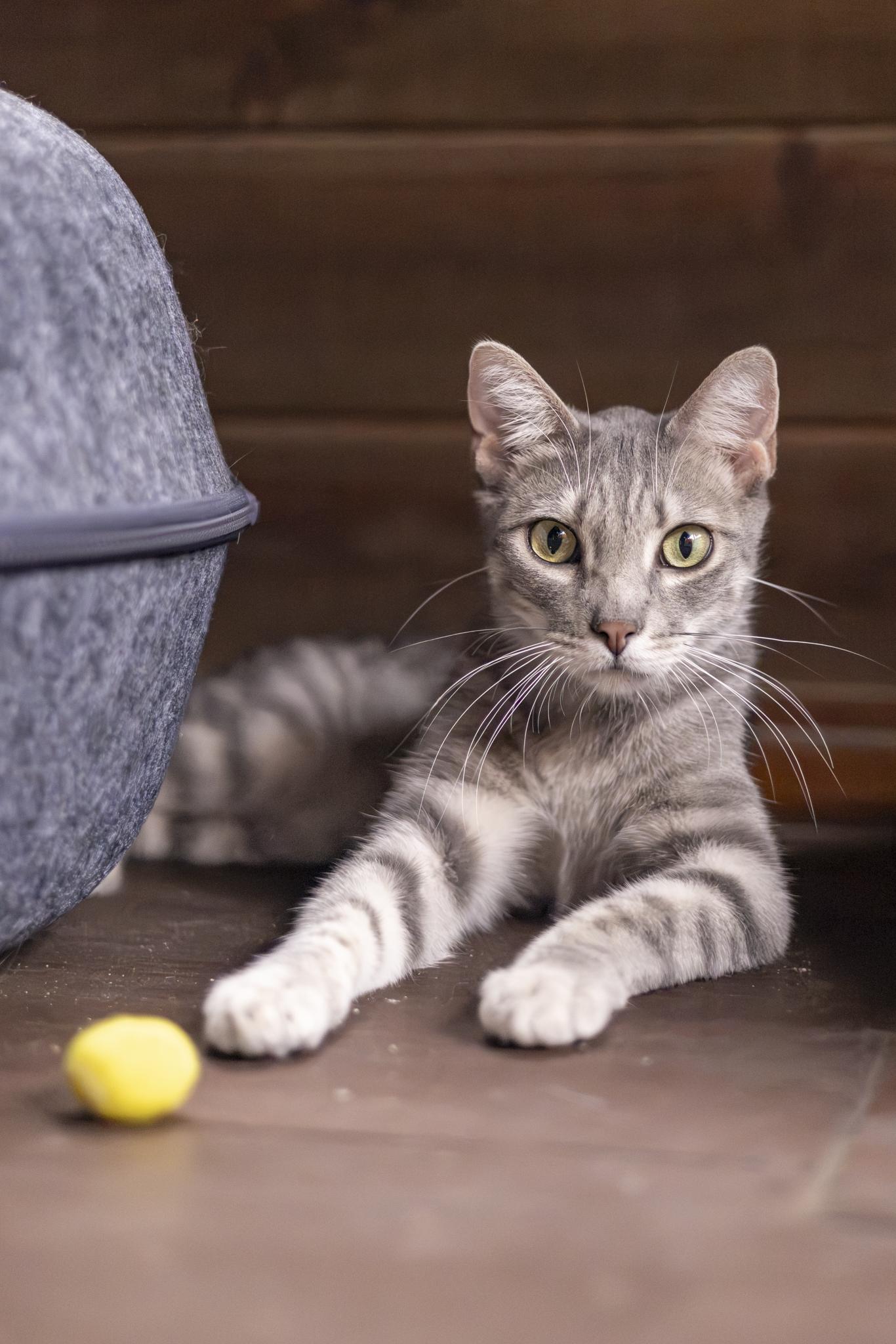 Enlarge Tobi, a Adoptable Domestic Short Hair in Lone rock, WI image 1/6