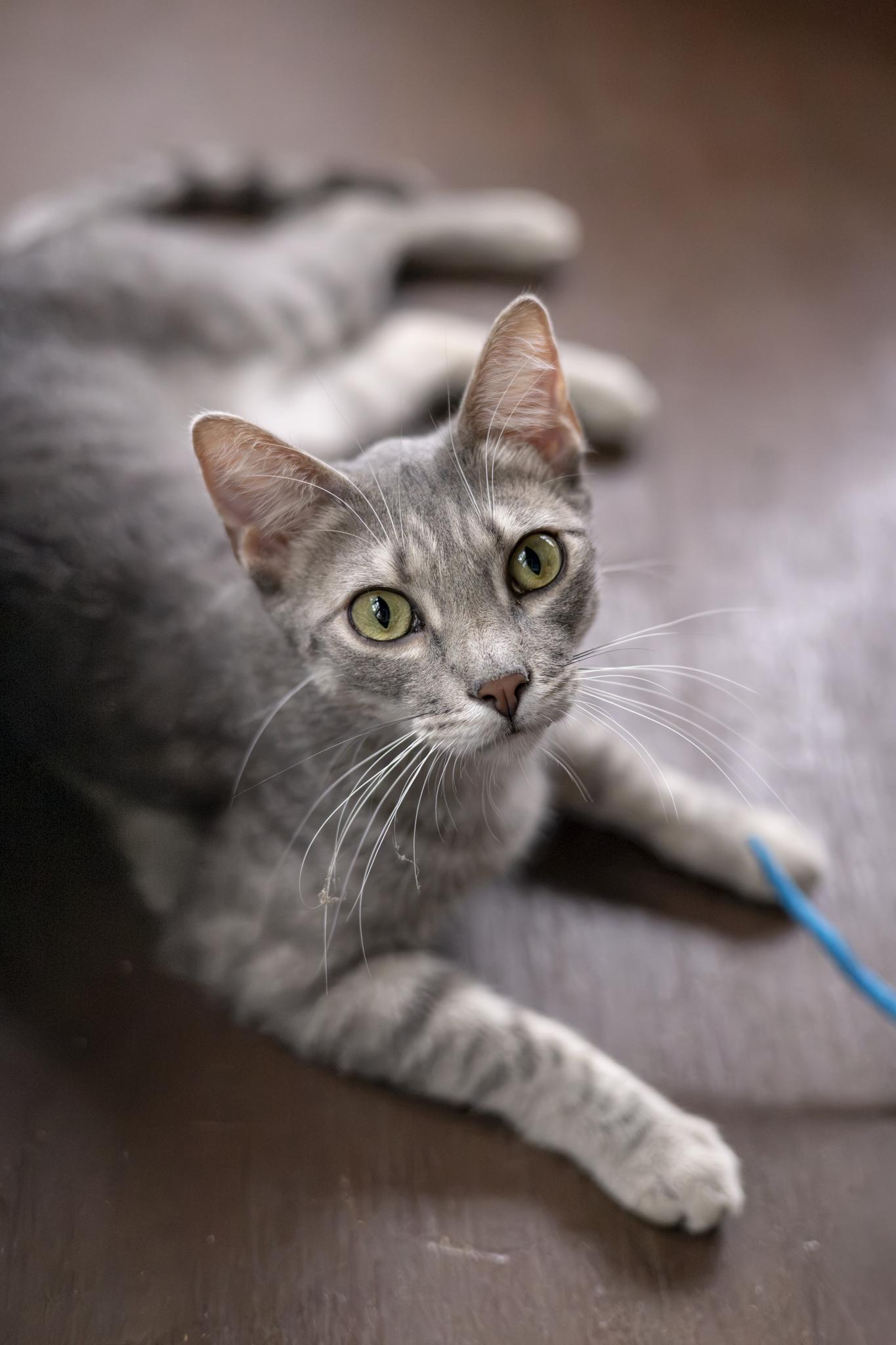 Enlarge Tobi, a Adoptable Domestic Short Hair in Lone rock, WI image 2/6