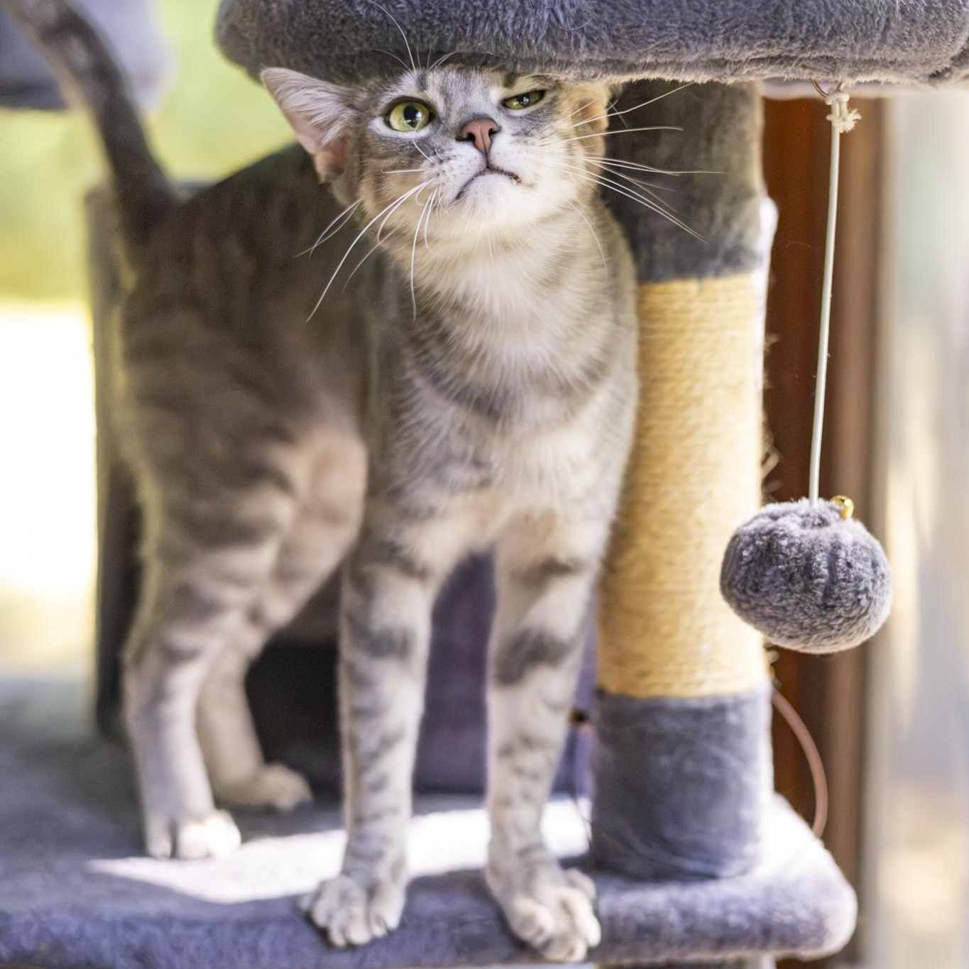 Enlarge Tobi, a Adoptable Domestic Short Hair in Lone rock, WI image 4/6