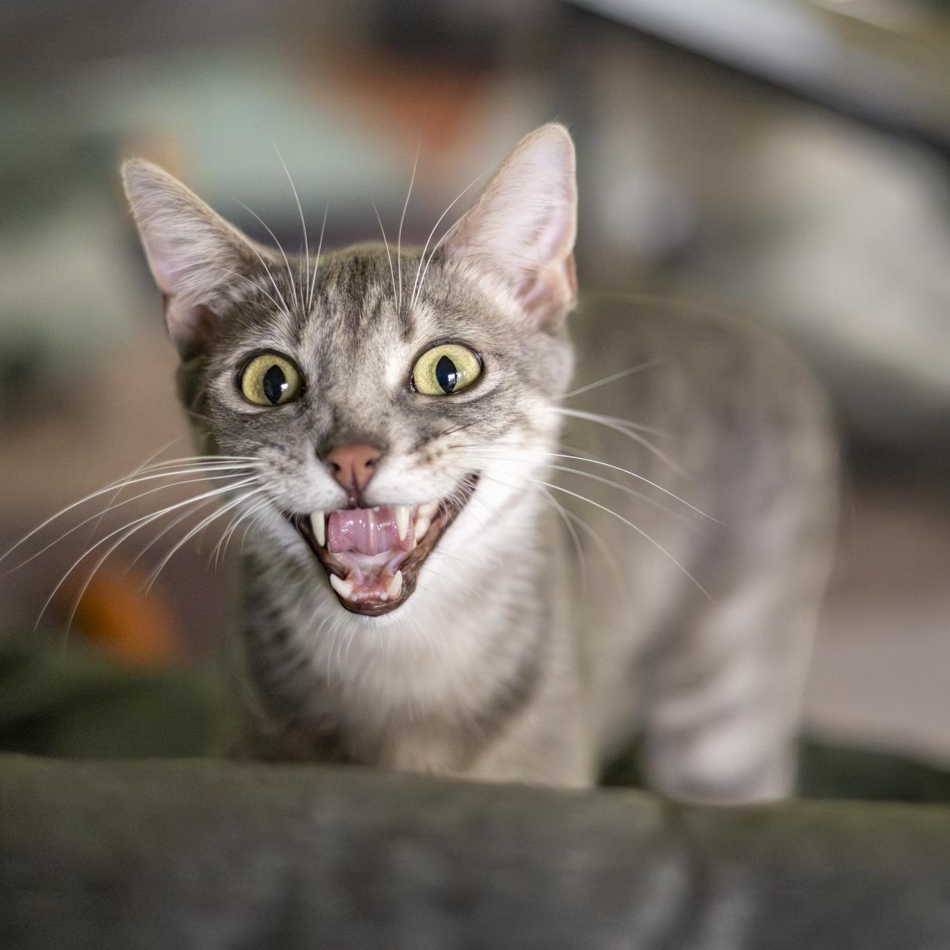 Enlarge Tobi, a Adoptable Domestic Short Hair in Lone rock, WI image 3/6