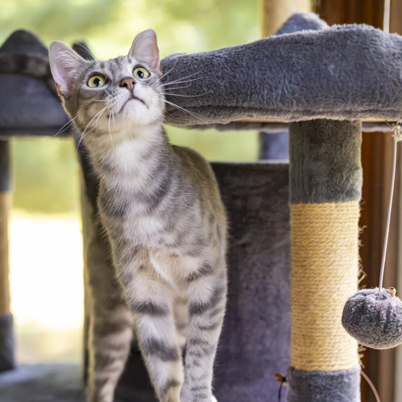 Enlarge Tobi, a Adoptable Domestic Short Hair in Lone rock, WI image 6/6