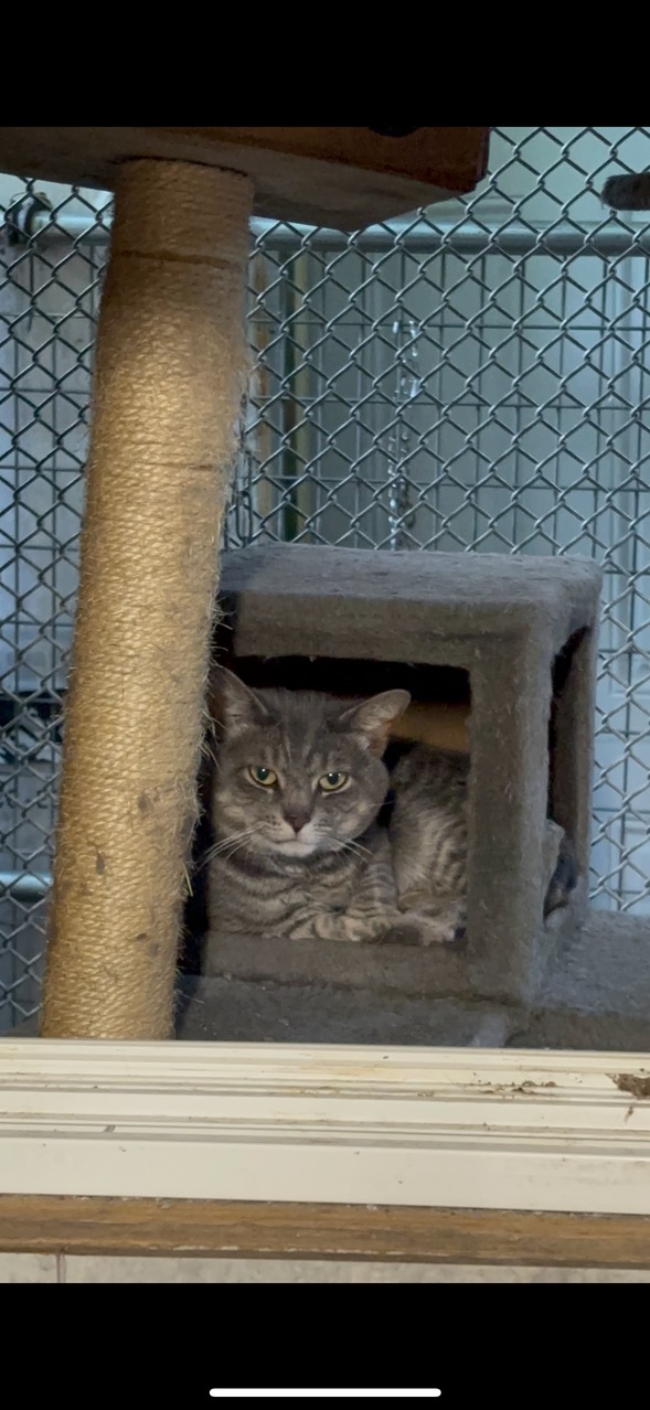 Sage, Adoptable, Young Male Domestic Short Hair.