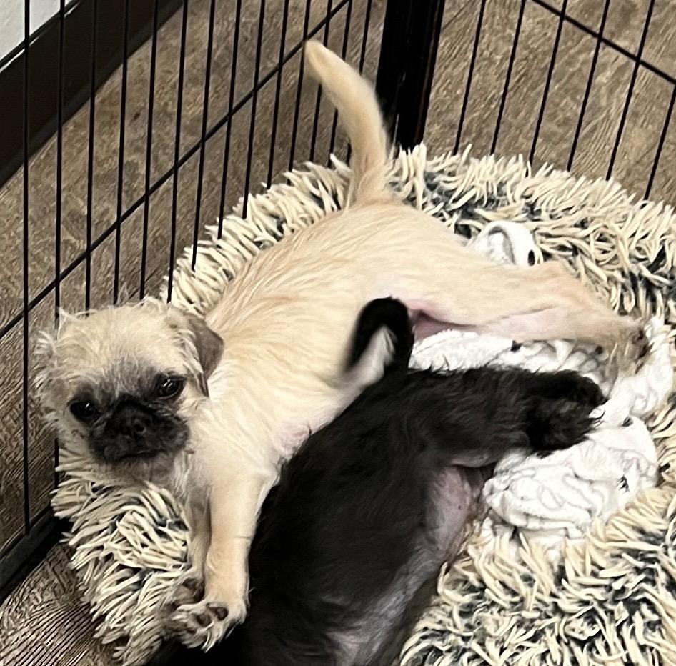 French Fry, Adoptable, Young Male Pug & Shih Tzu.