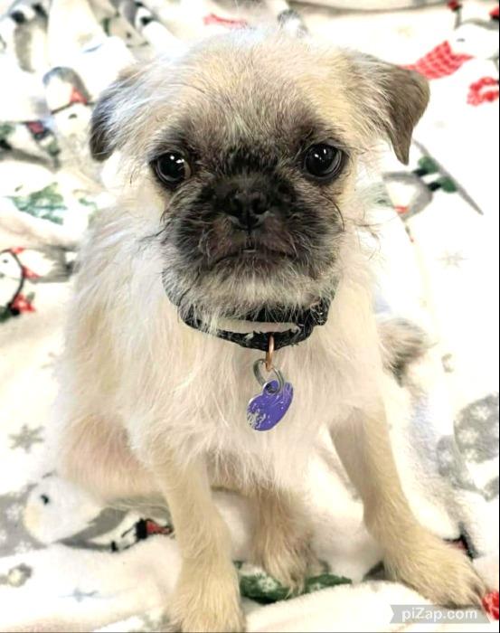 French Fry, Adoptable, Puppy Male Pug & Shih Tzu.